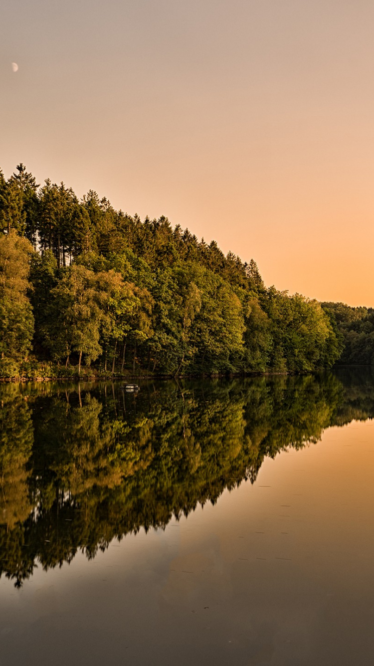 Обои отражение, природа, вода, дерево, реки в разрешении 750x1334