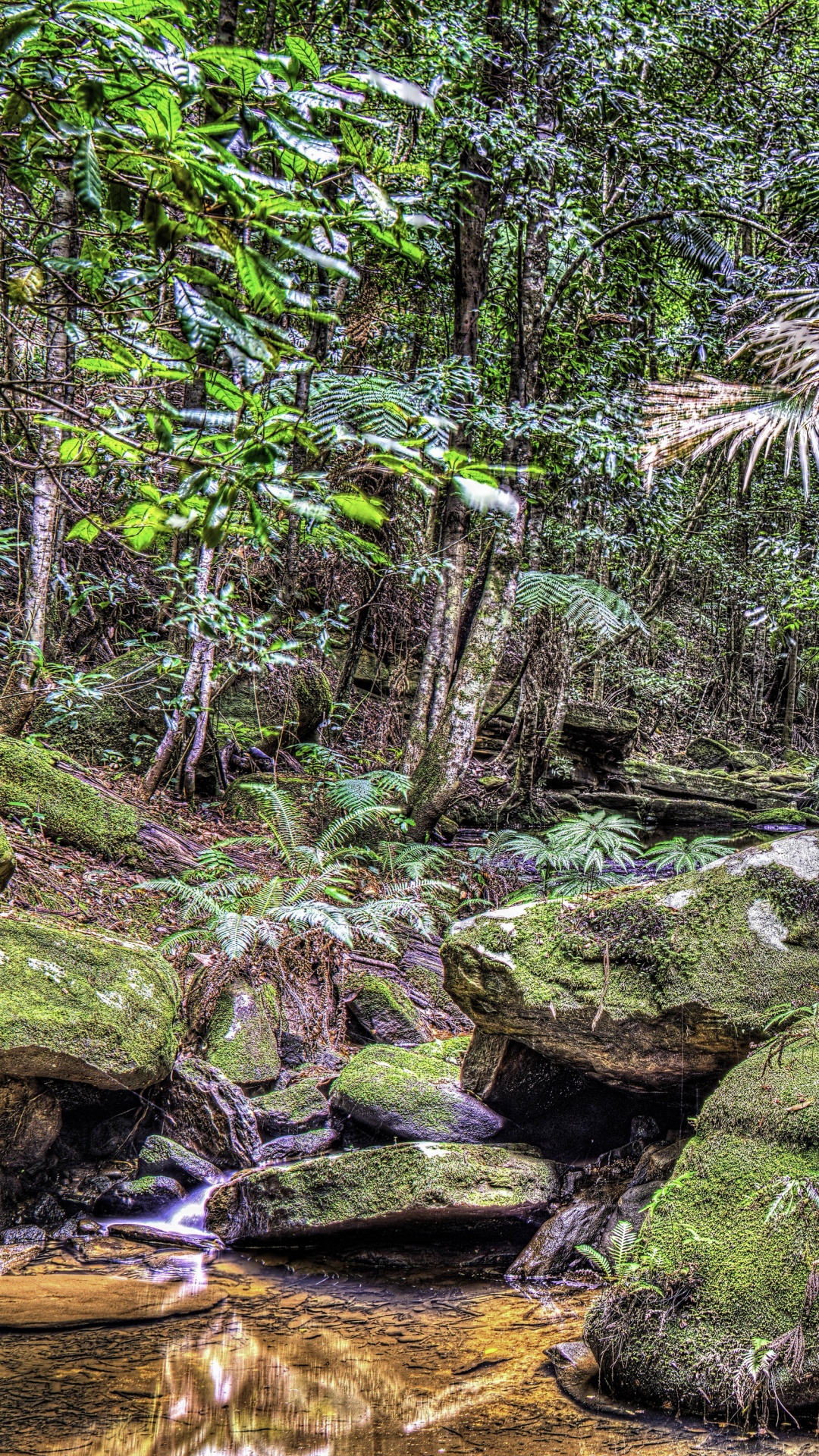 Обои растительность, тропические леса, лес, экосистема, природа в разрешении 1080x1920
