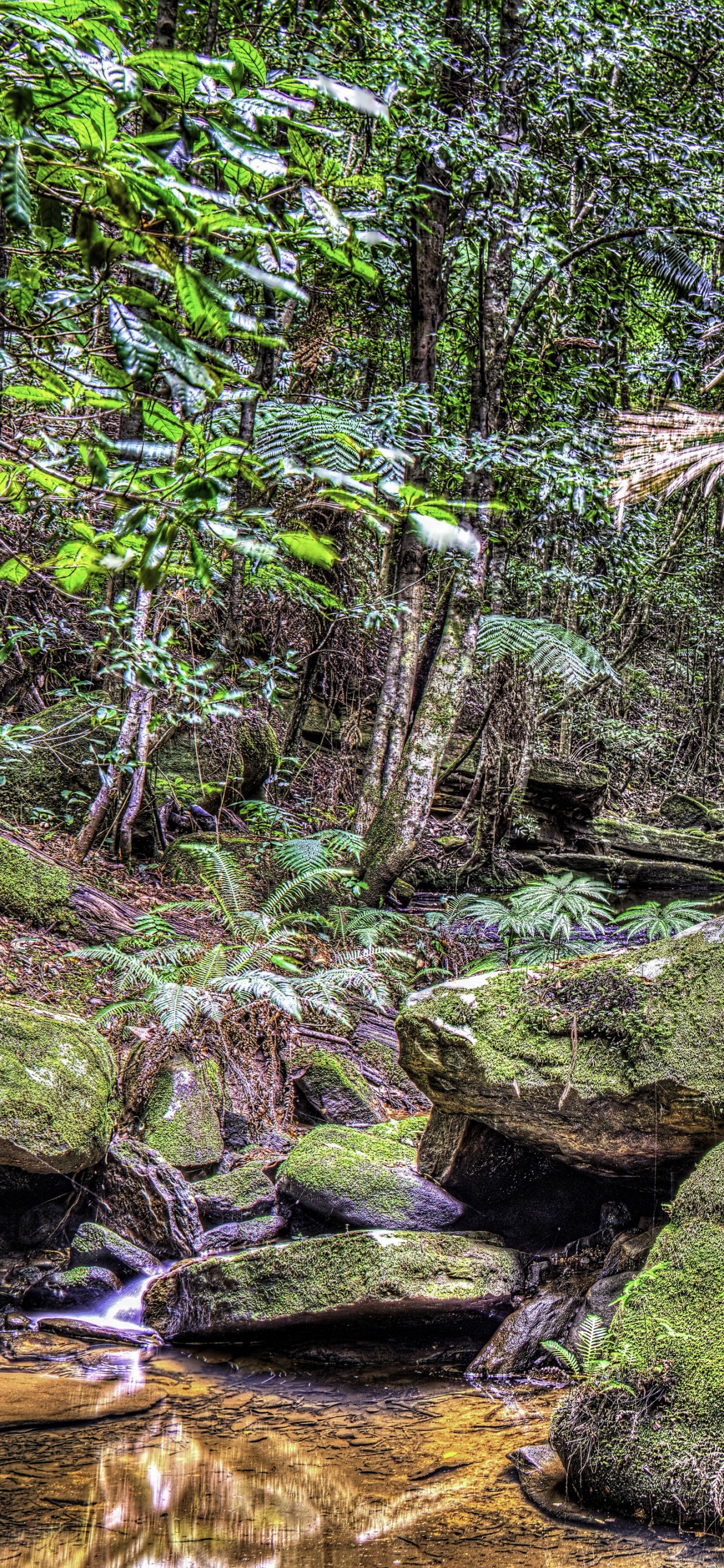Обои растительность, тропические леса, лес, экосистема, природа в разрешении 1242x2688
