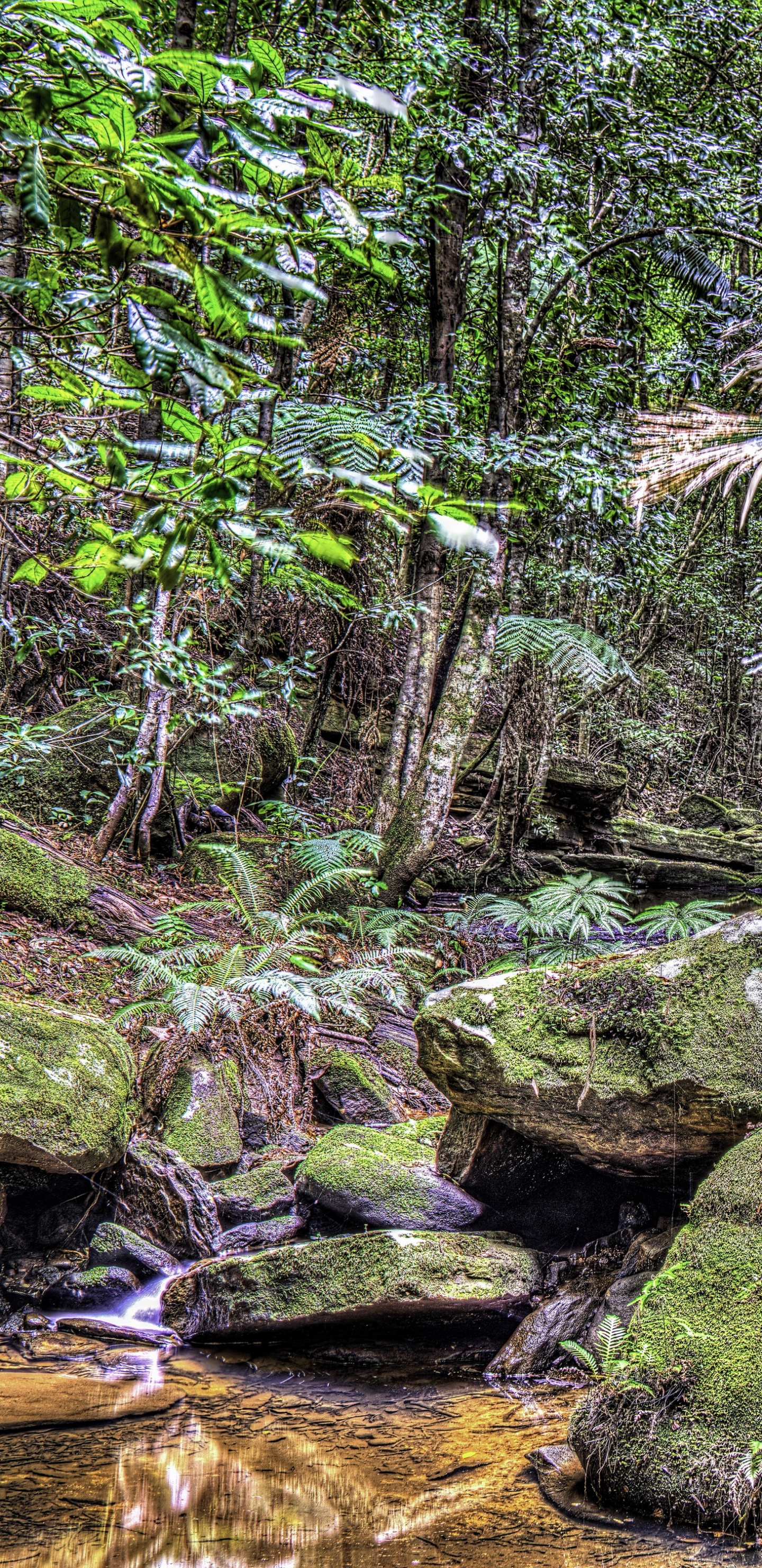 Обои растительность, тропические леса, лес, экосистема, природа в разрешении 1440x2960