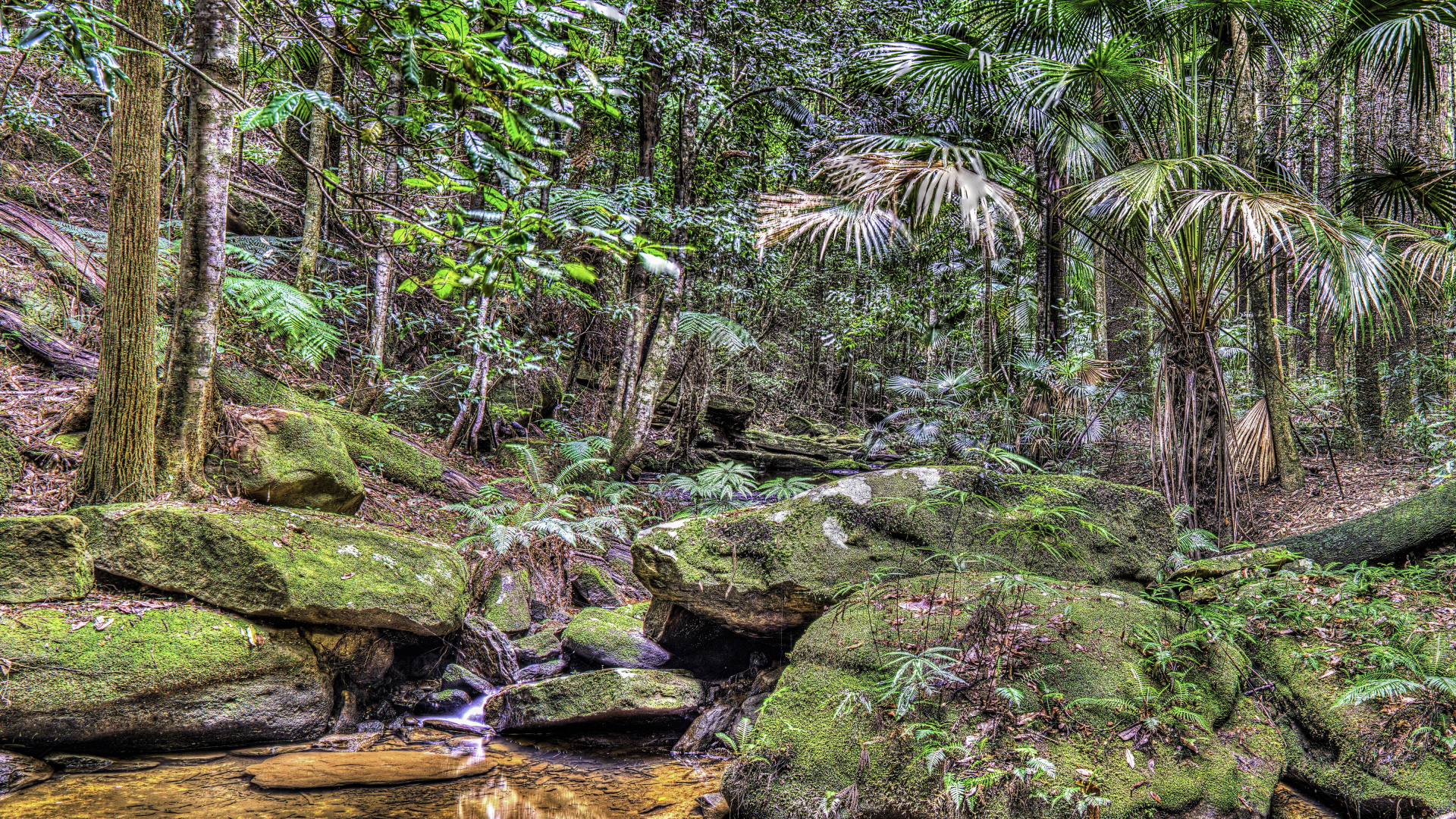 Обои растительность, тропические леса, лес, экосистема, природа в разрешении 1920x1080