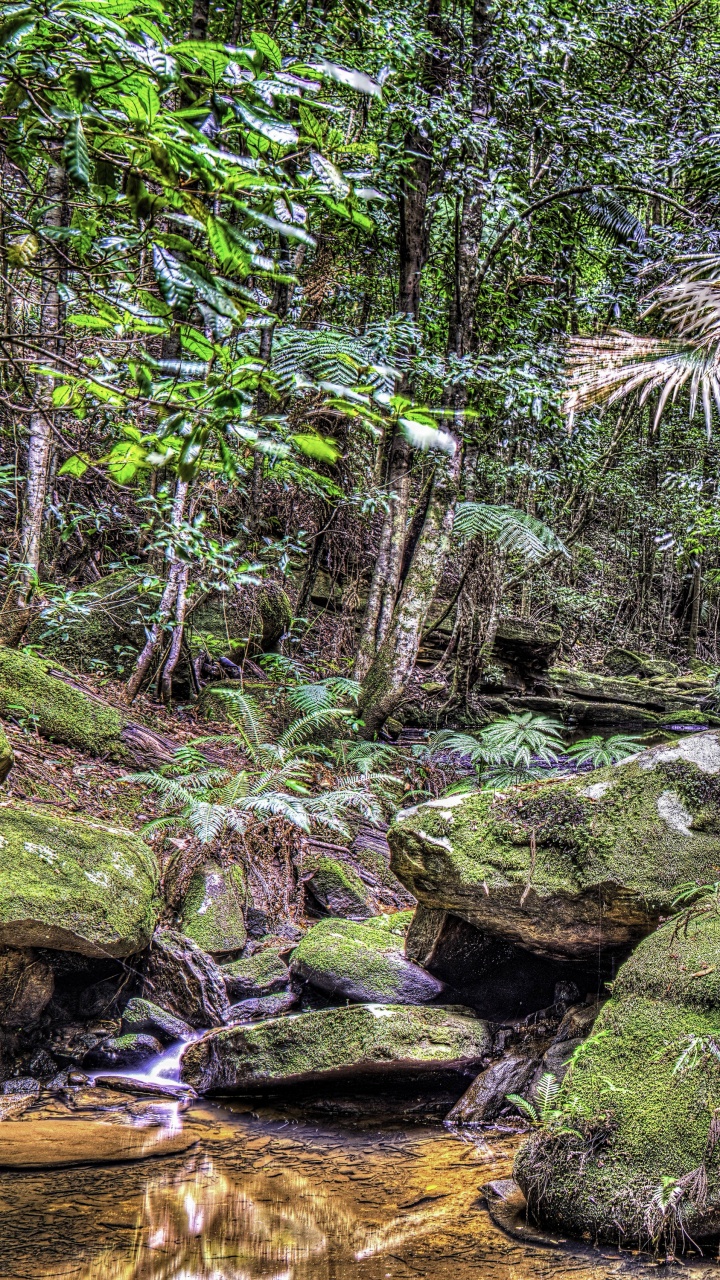 Обои растительность, тропические леса, лес, экосистема, природа в разрешении 720x1280