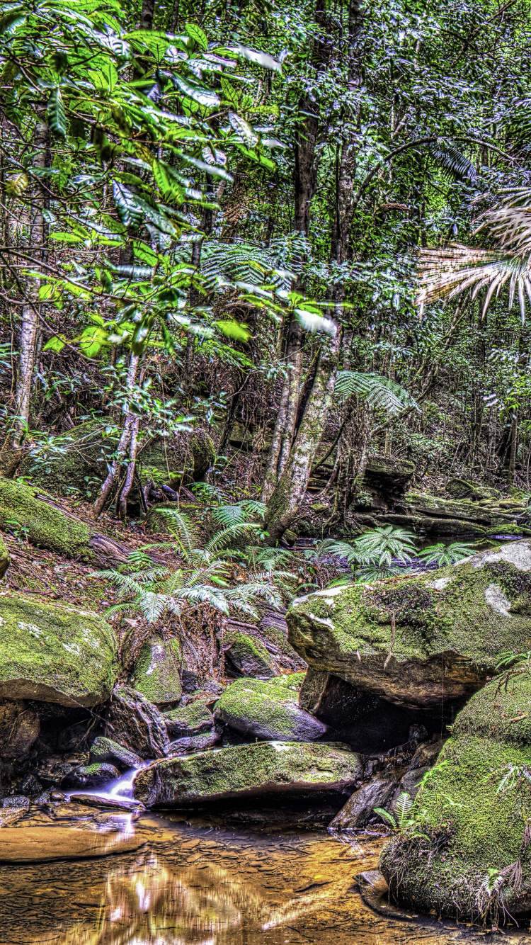 Обои растительность, тропические леса, лес, экосистема, природа в разрешении 750x1334