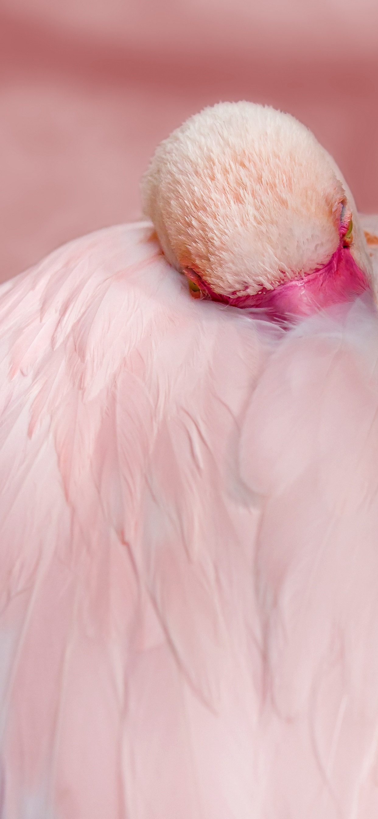 Обои фламинго перья крупным планом, Большой фламинго, чилийский фламинго, фламинго, клюв в разрешении 1242x2688