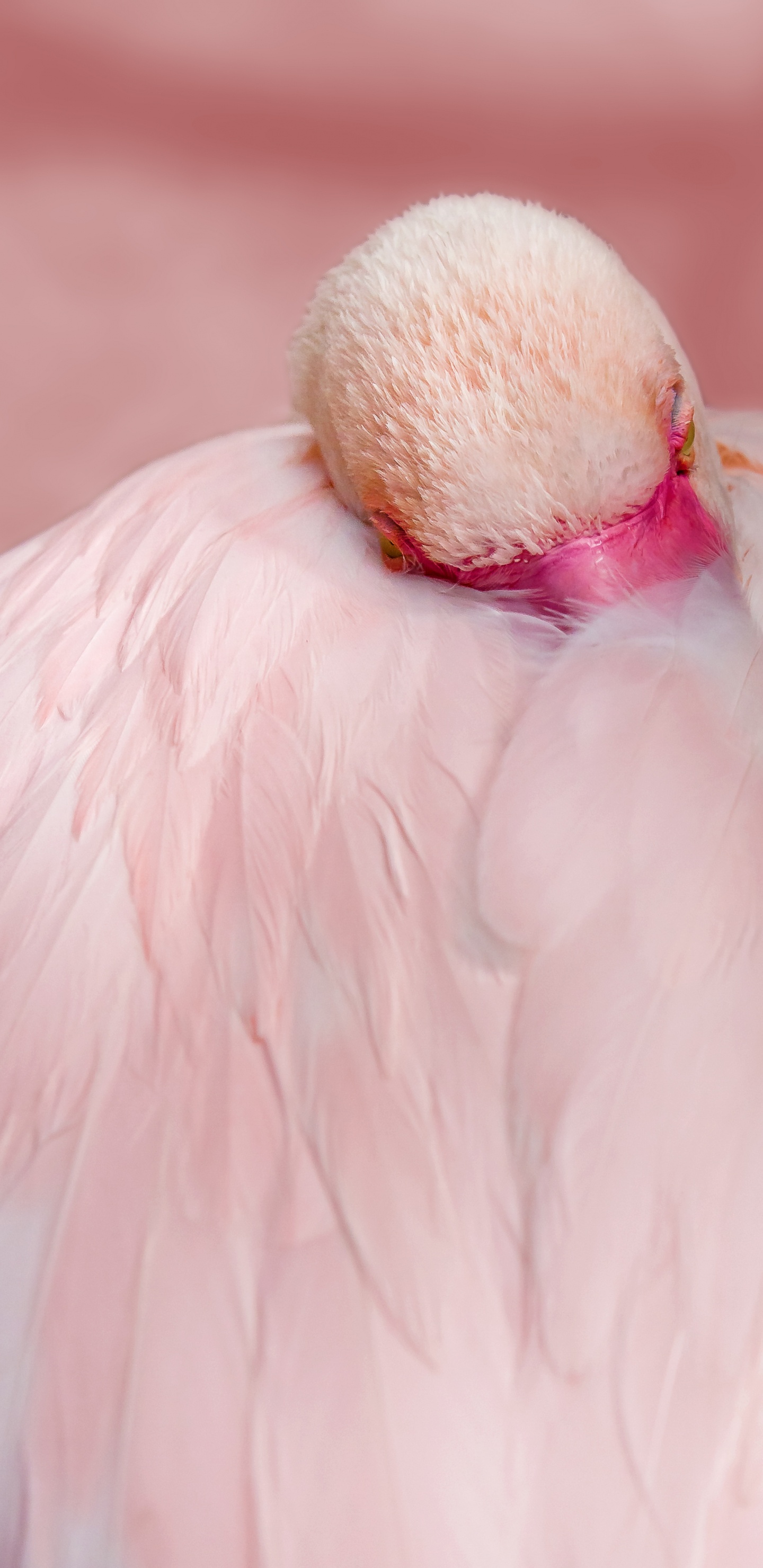 Обои фламинго перья крупным планом, Большой фламинго, чилийский фламинго, фламинго, клюв в разрешении 1440x2960