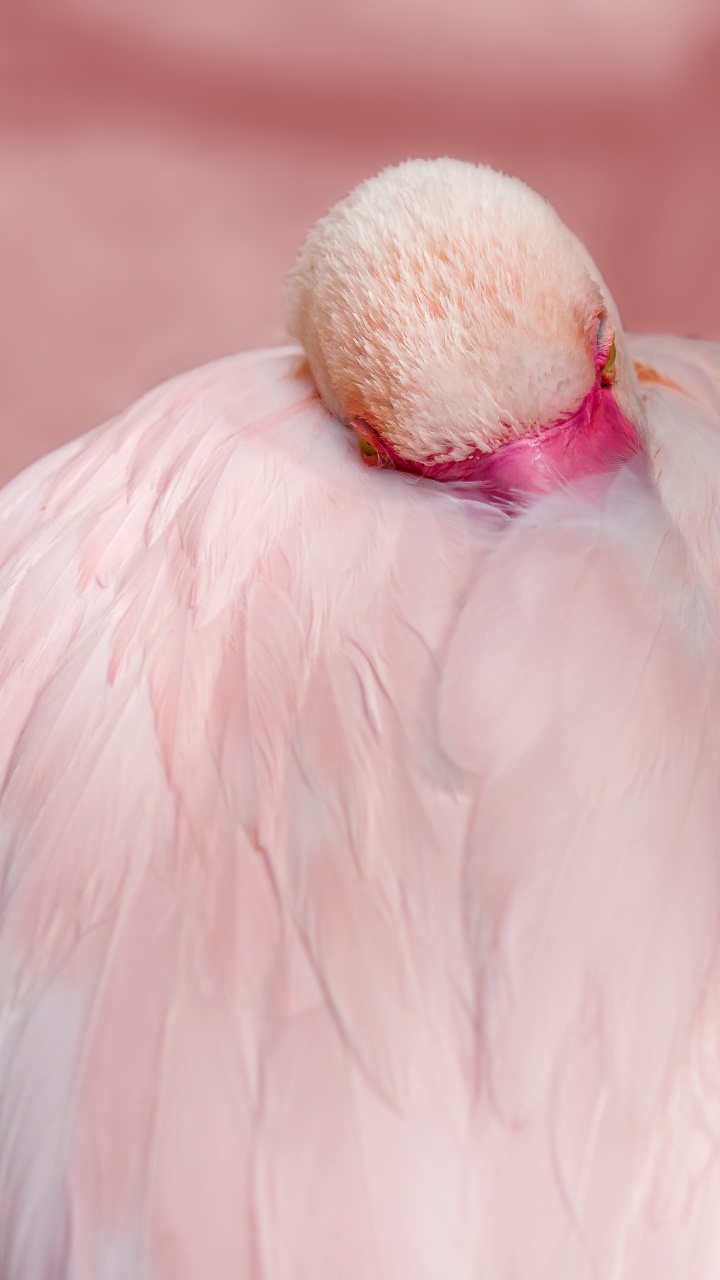 Обои фламинго перья крупным планом, Большой фламинго, чилийский фламинго, фламинго, клюв в разрешении 720x1280