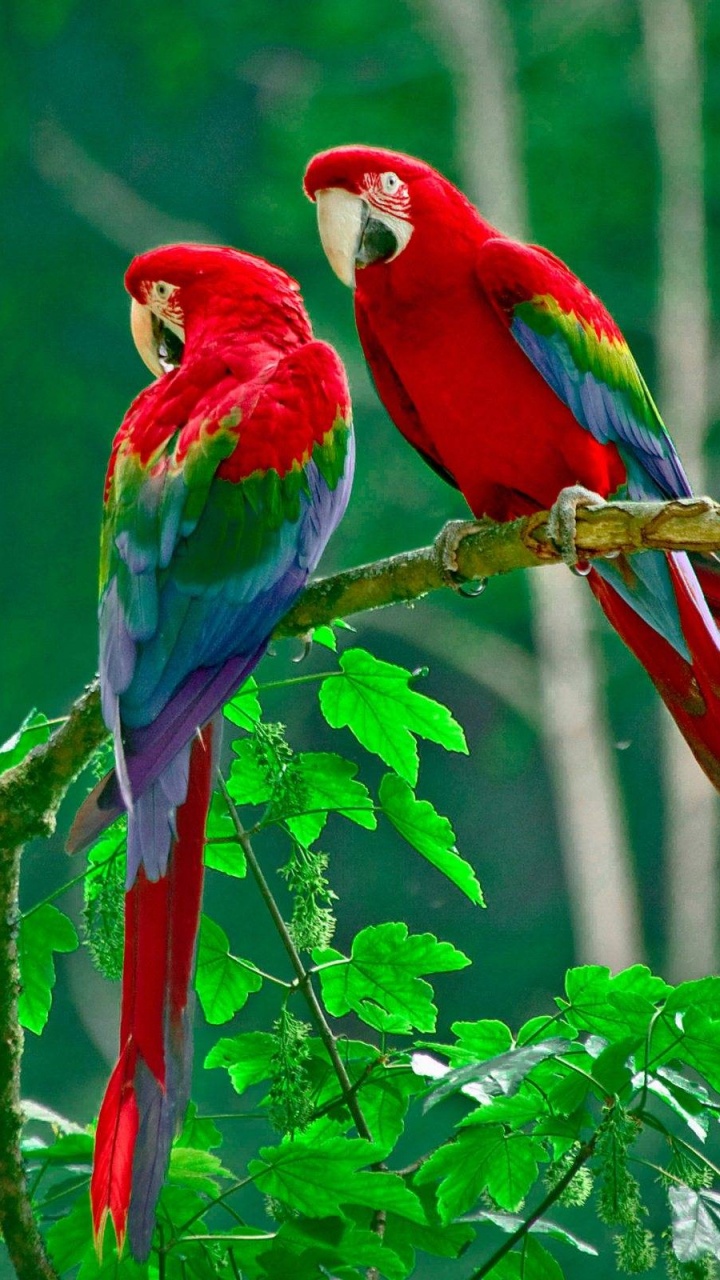 Обои Скарлет Ара, Неразлучник, Ара, птица, клюв в разрешении 720x1280