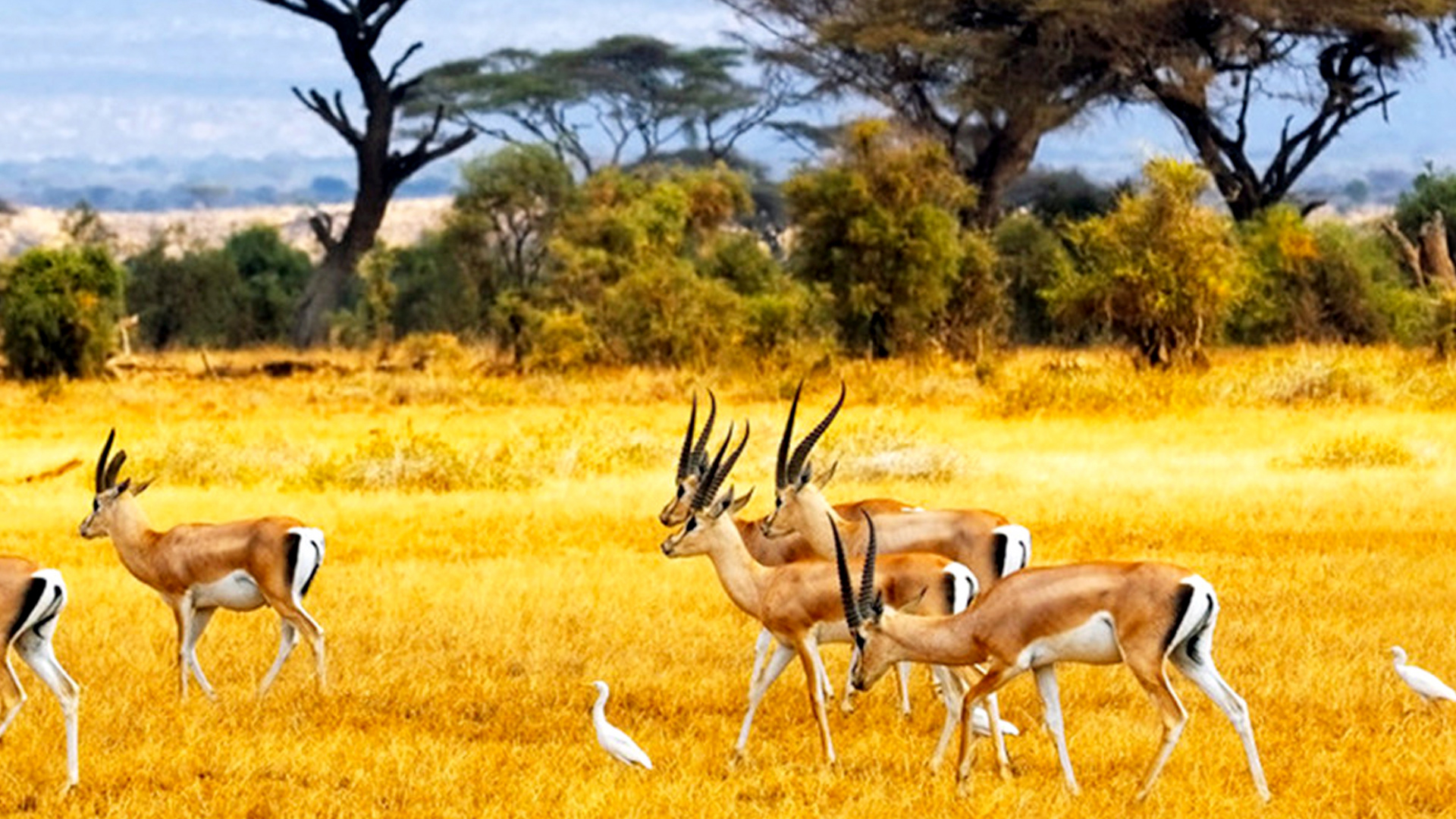 Обои Саванна, сафари, живая природа, антилопа, Газель в разрешении 1920x1080