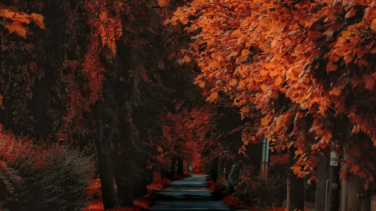 Обои осень, растение, природа, природный ландшафт, древесина в разрешении 1280x720