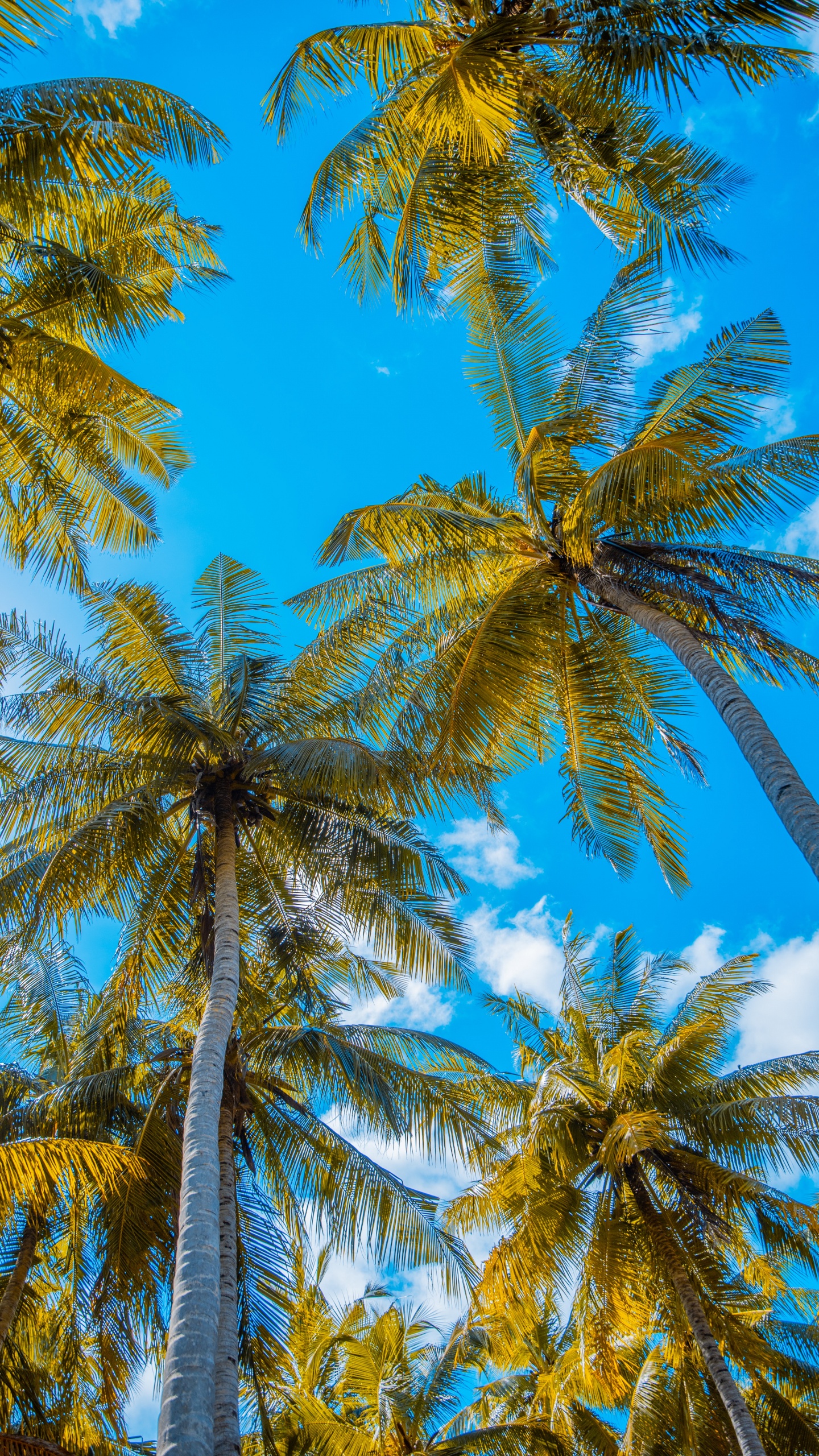 Обои пальмовые рощи, Кокос, дерево, дневное время, растение в разрешении 1440x2560