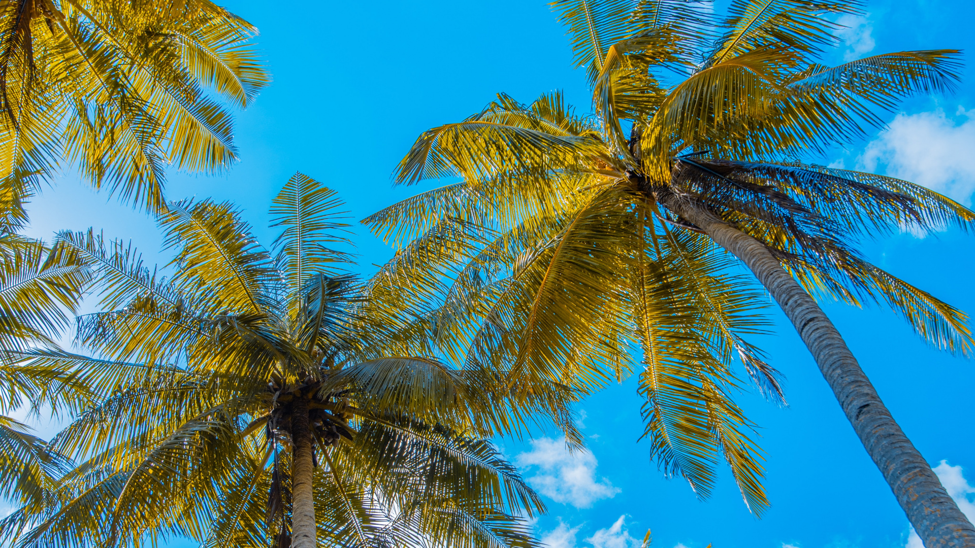 Обои пальмовые рощи, Кокос, дерево, дневное время, растение в разрешении 1920x1080