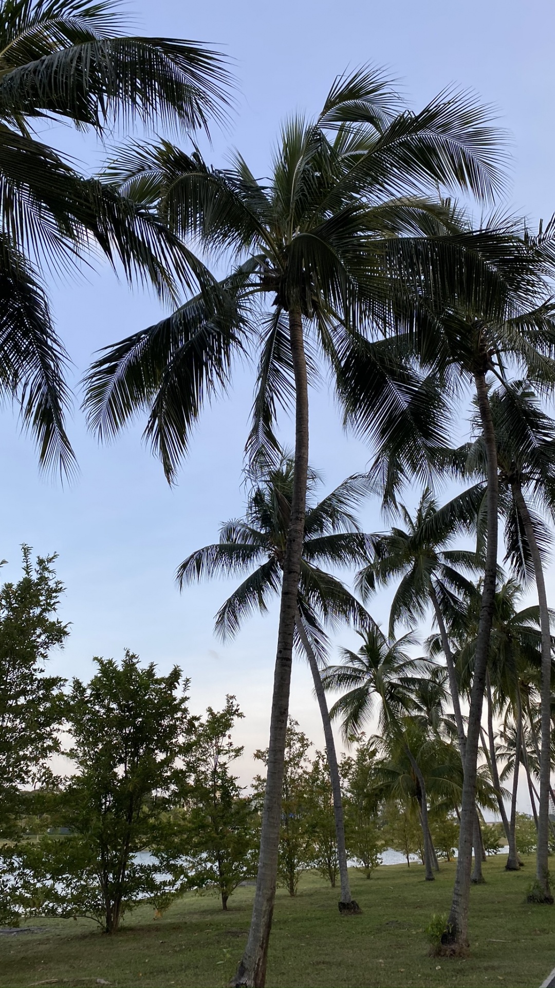 Обои Бабассу, финиковая пальма, дерево, древесные растения, тропическая зона в разрешении 1080x1920