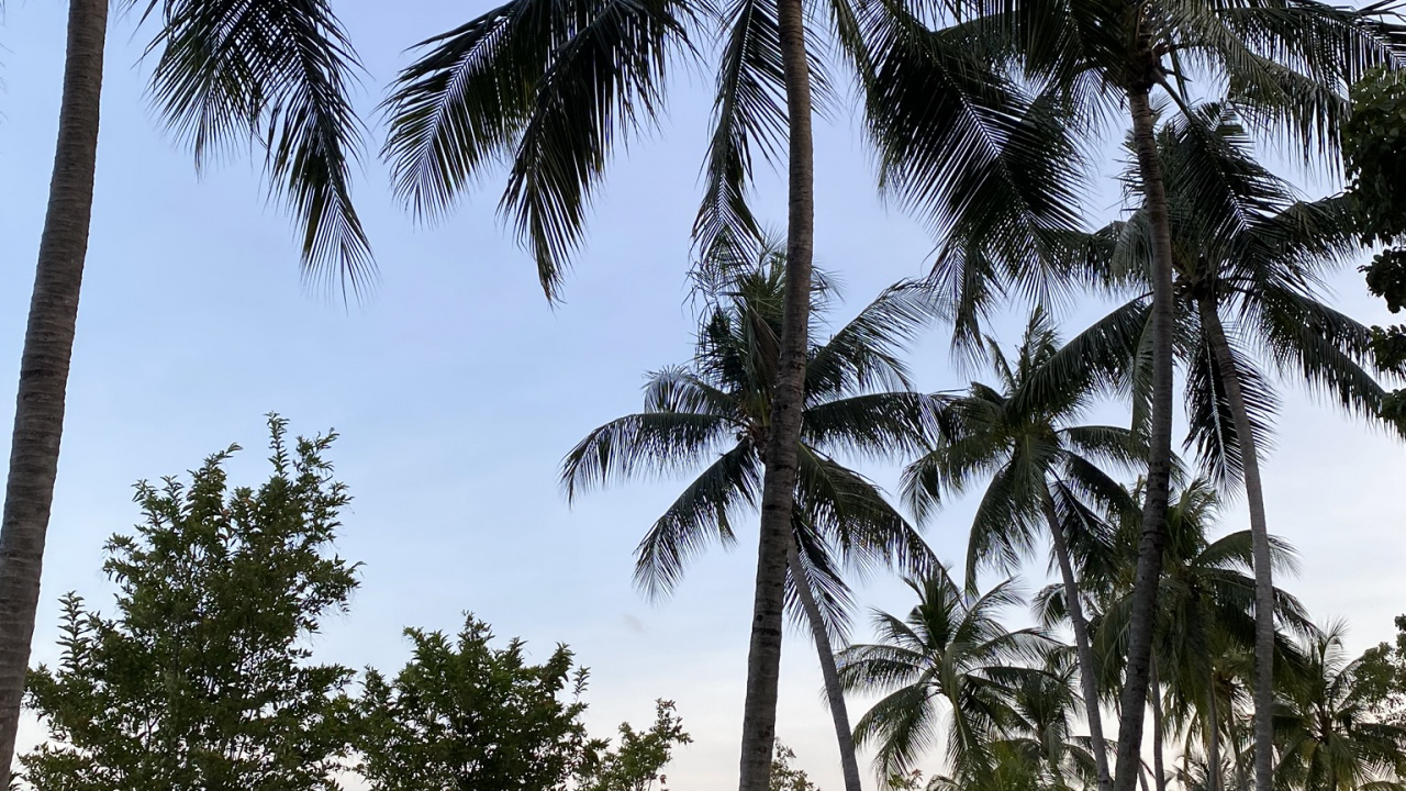 Обои Бабассу, финиковая пальма, дерево, древесные растения, тропическая зона в разрешении 1280x720