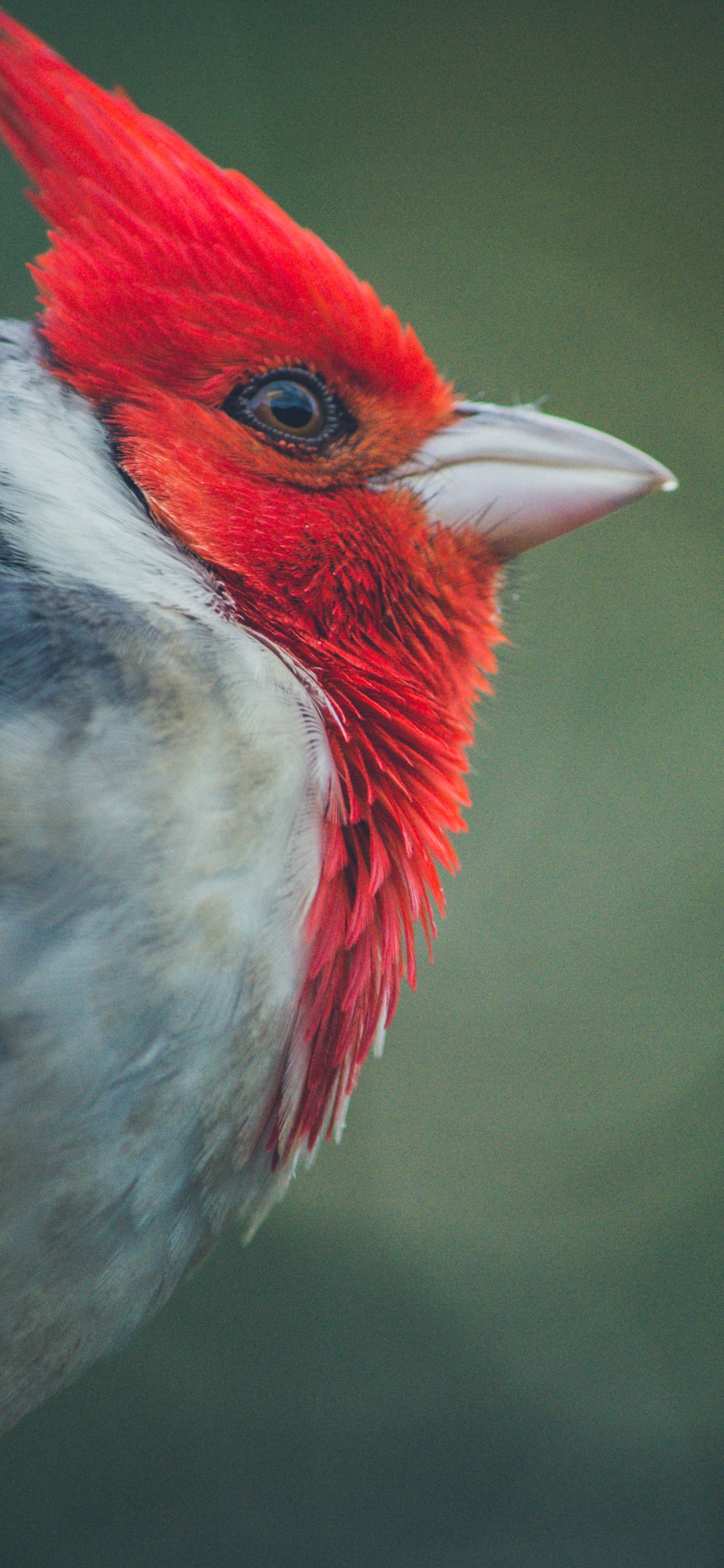 Обои Северный кардинал, птица, клюв, количественное числительное, воробьиные птицы в разрешении 1125x2436