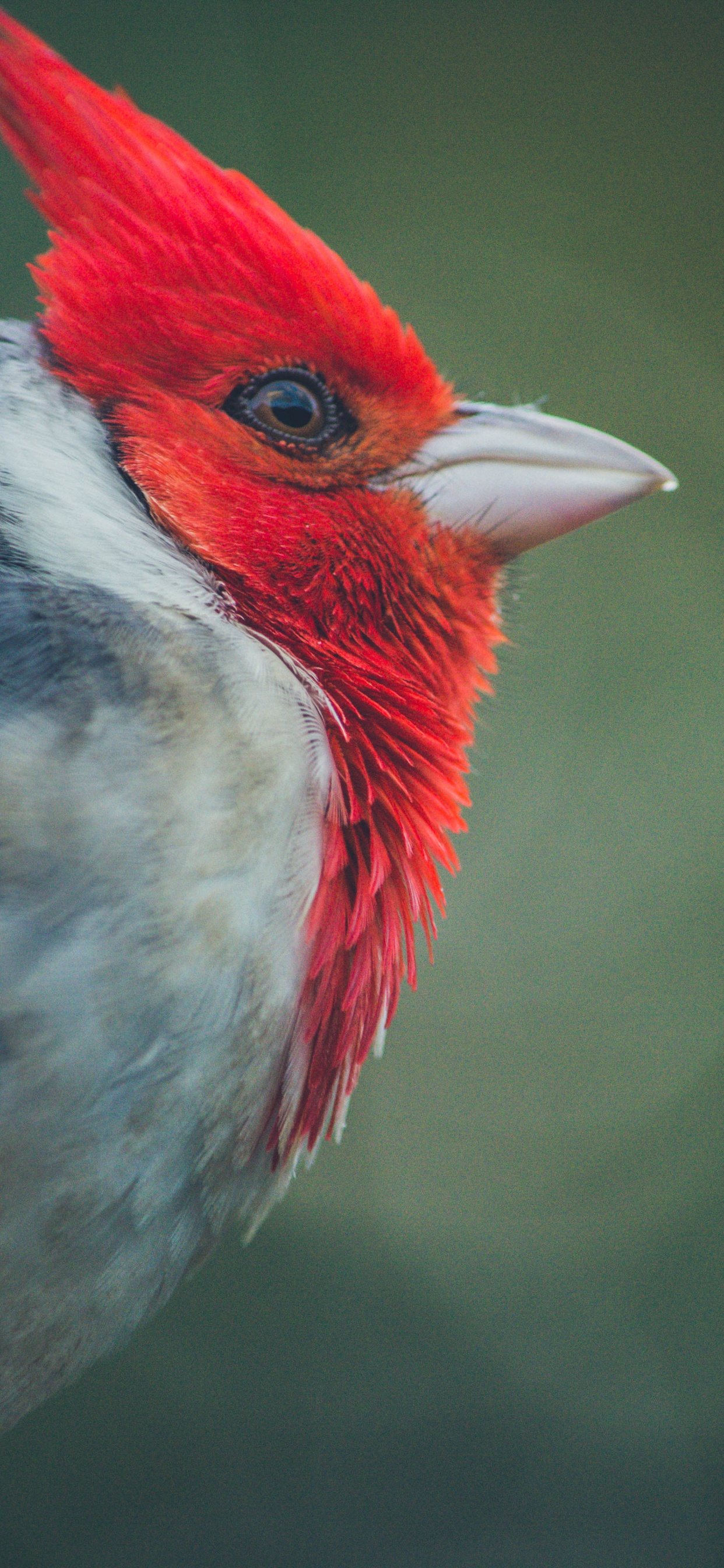 Обои Северный кардинал, птица, клюв, количественное числительное, воробьиные птицы в разрешении 1242x2688