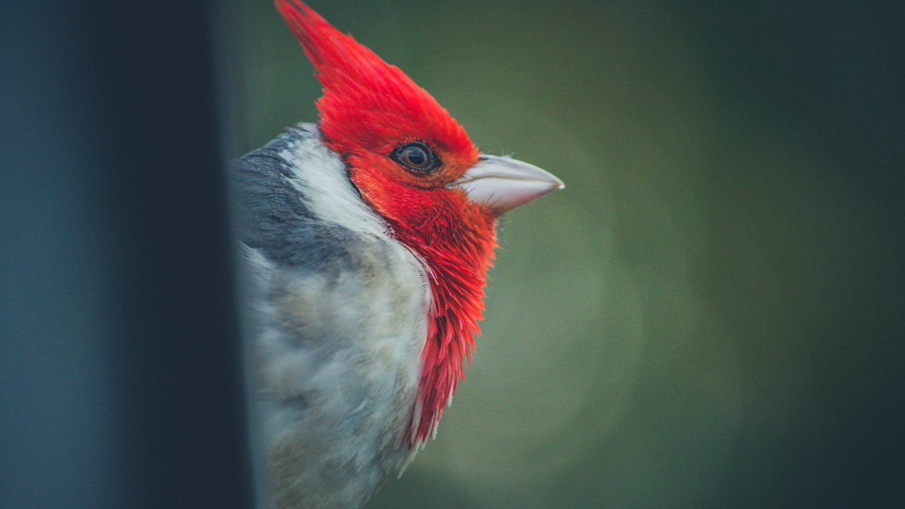 Обои Северный кардинал, птица, клюв, количественное числительное, воробьиные птицы в разрешении 1280x720