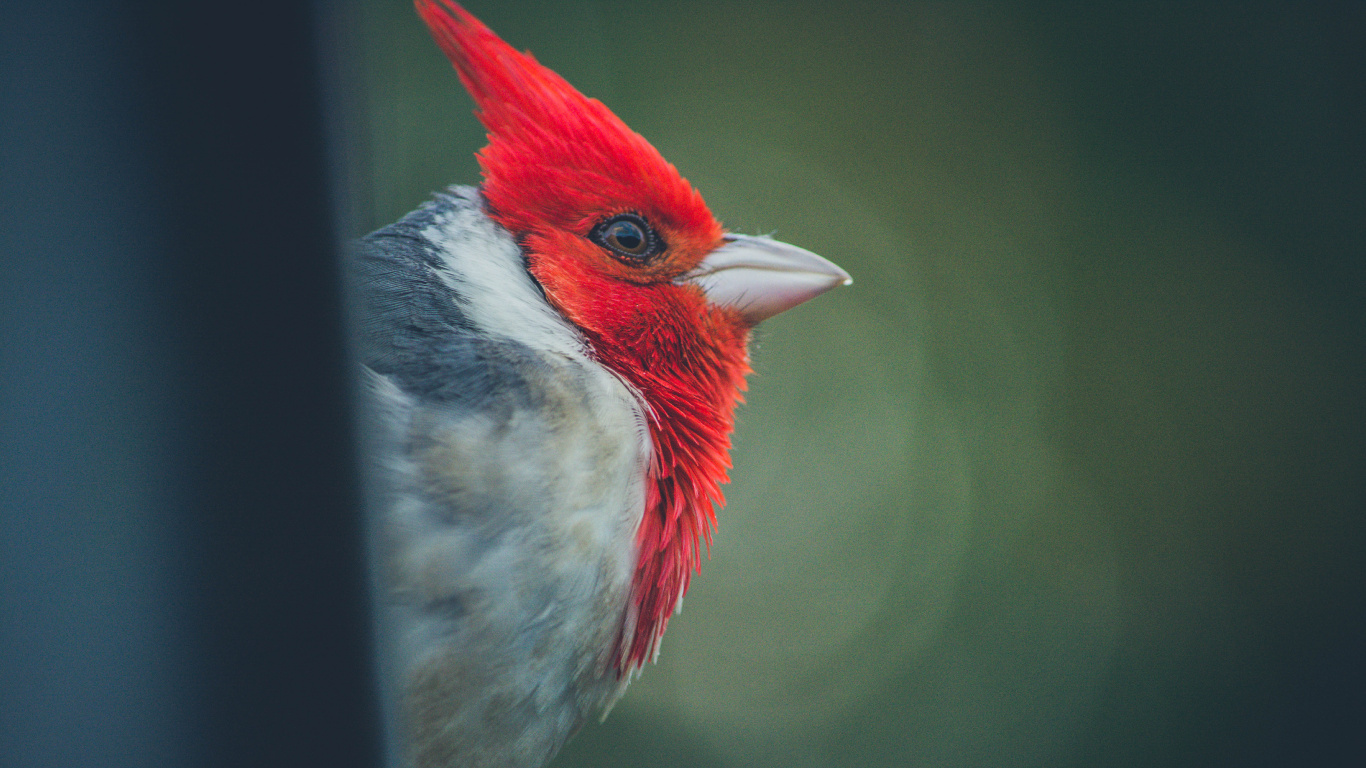 Обои Северный кардинал, птица, клюв, количественное числительное, воробьиные птицы в разрешении 1366x768