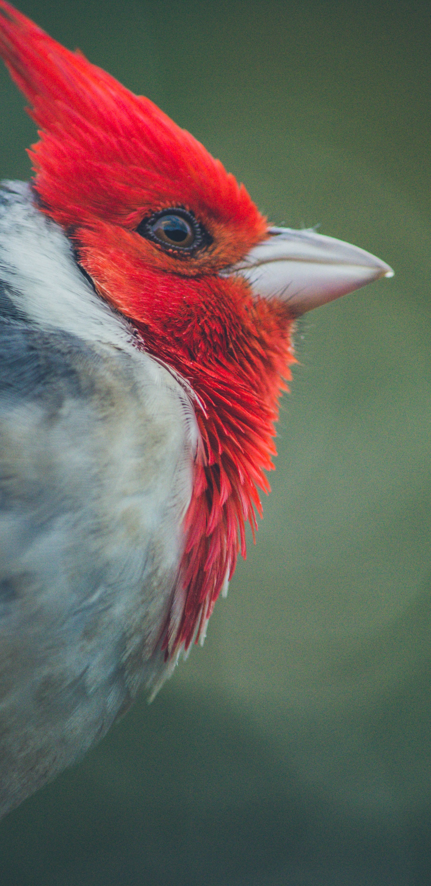 Обои Северный кардинал, птица, клюв, количественное числительное, воробьиные птицы в разрешении 1440x2960