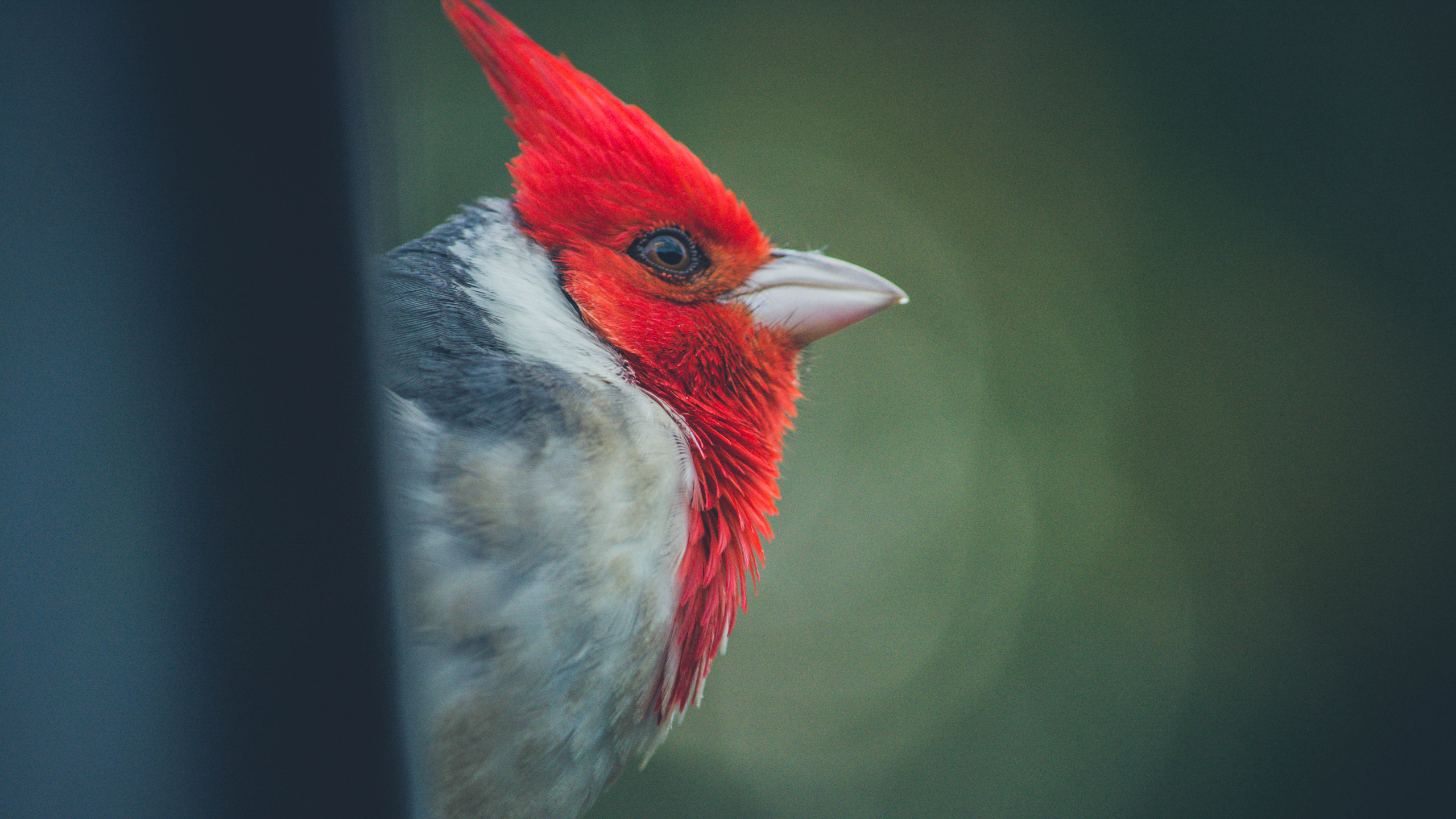 Обои Северный кардинал, птица, клюв, количественное числительное, воробьиные птицы в разрешении 2560x1440