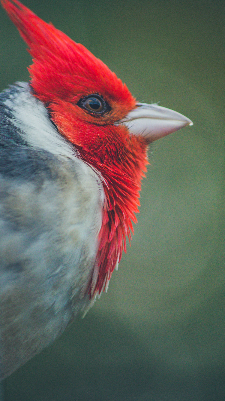 Обои Северный кардинал, птица, клюв, количественное числительное, воробьиные птицы в разрешении 750x1334