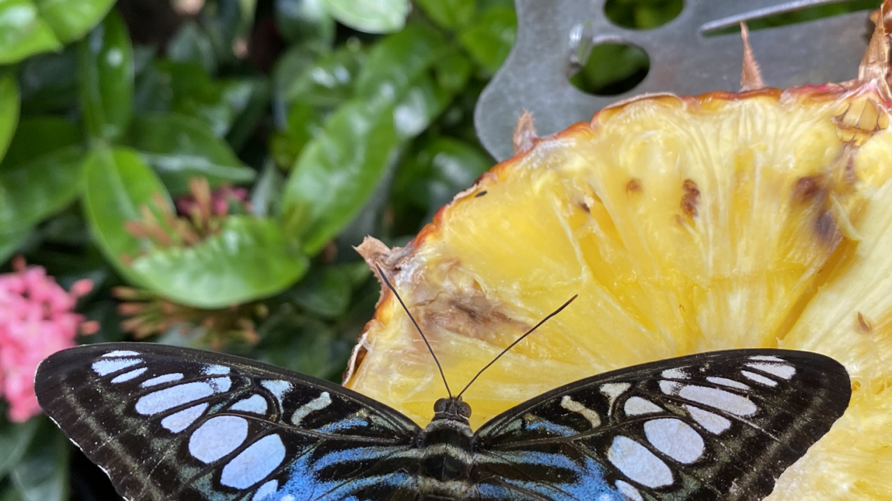 Обои насекомое, членистоногое, беспозвоночных, желтый, опылитель в разрешении 1280x720