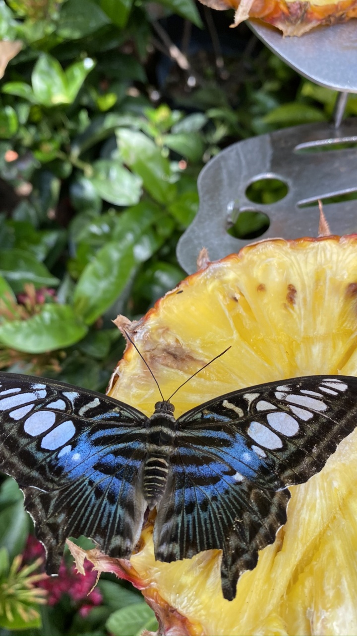 Обои насекомое, членистоногое, беспозвоночных, желтый, опылитель в разрешении 720x1280