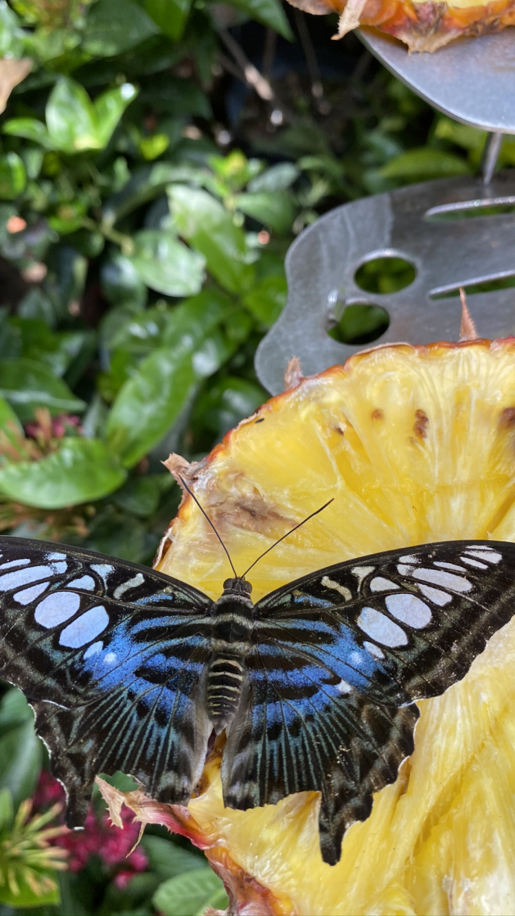 Обои насекомое, членистоногое, беспозвоночных, желтый, опылитель в разрешении 750x1334