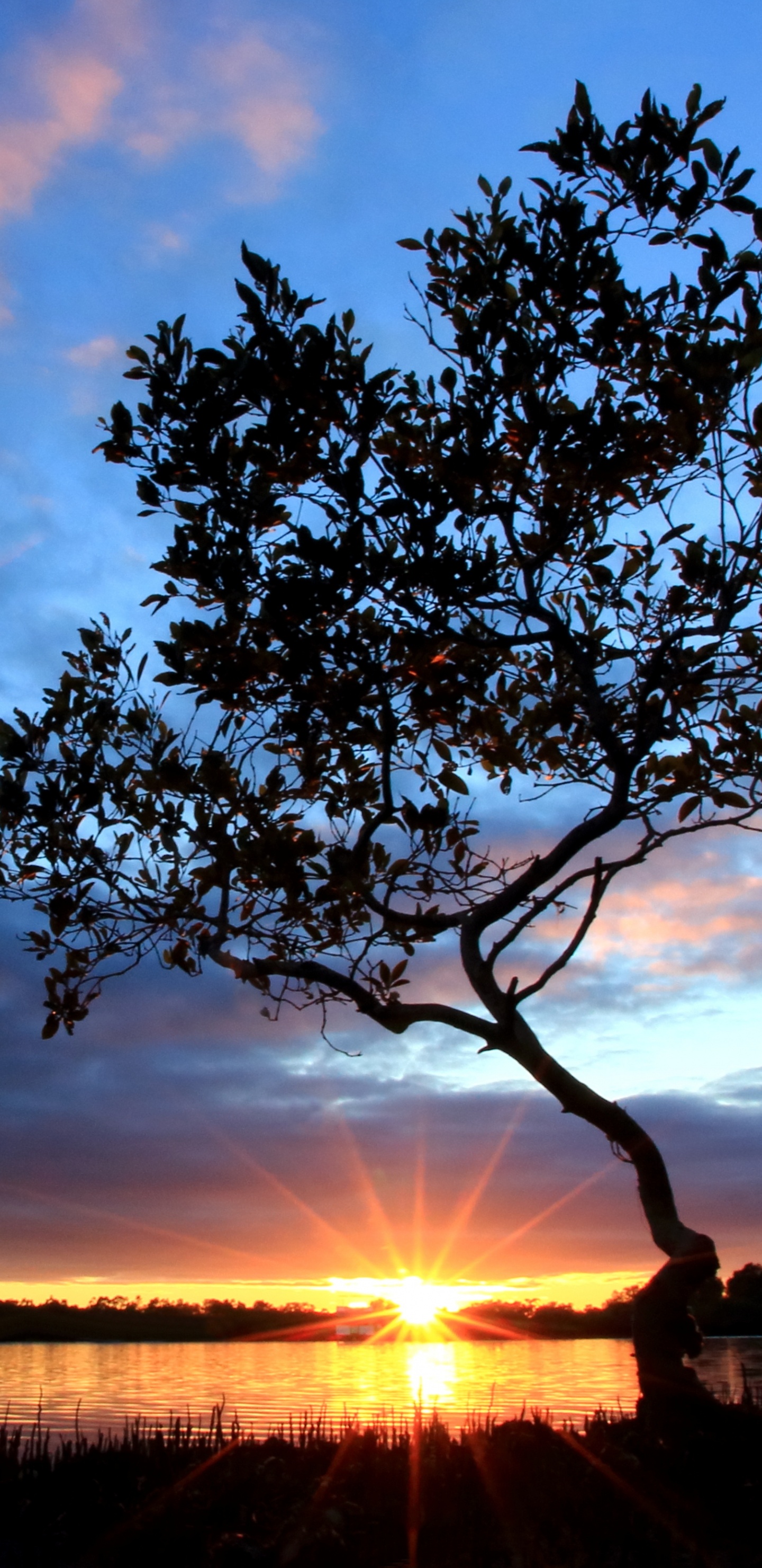 Обои дерево, облако, закат, горизонт, восход солнца в разрешении 1440x2960