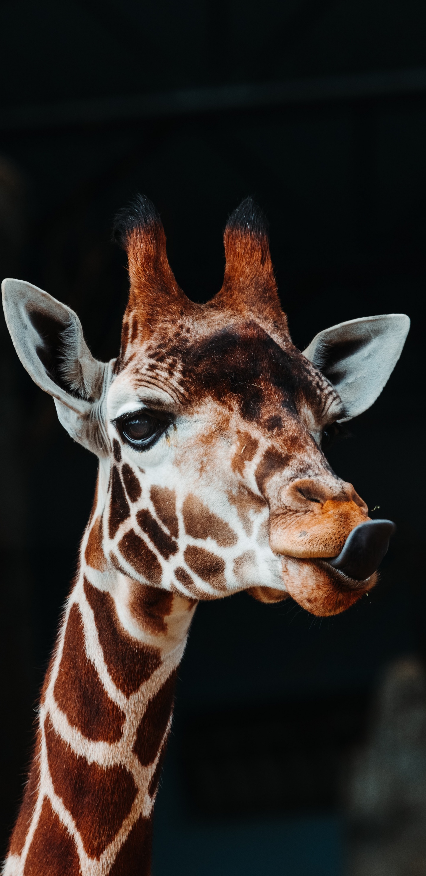 Обои Жираф, жирафовые, наземные животные, живая природа, голова в разрешении 1440x2960