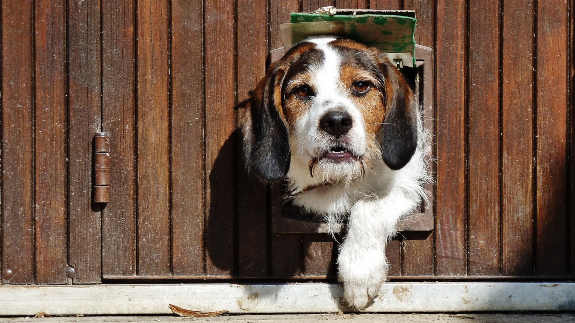 Обои щенок, собака породы, морда, финская гончая, бигль в разрешении 1920x1080