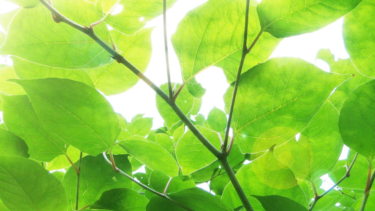 Обои зеленый, лист, дерево, растение, солнечный свет в разрешении 1280x720