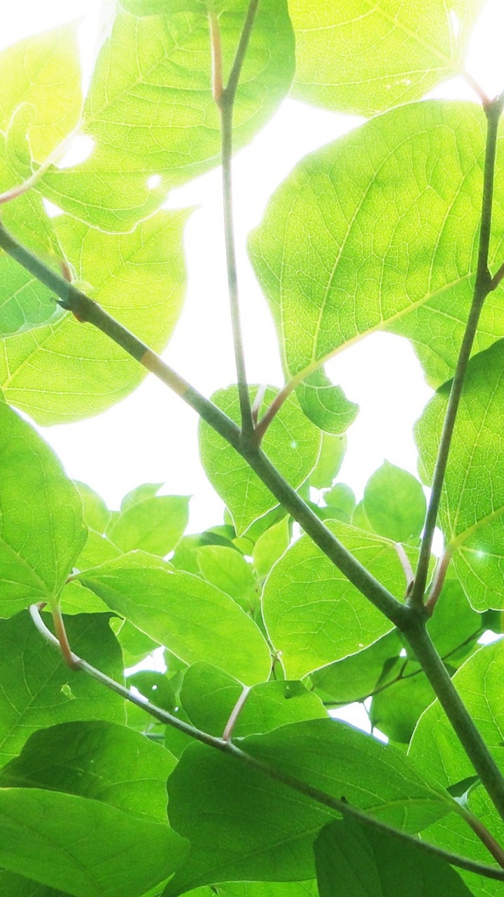 Обои зеленый, лист, дерево, растение, солнечный свет в разрешении 720x1280