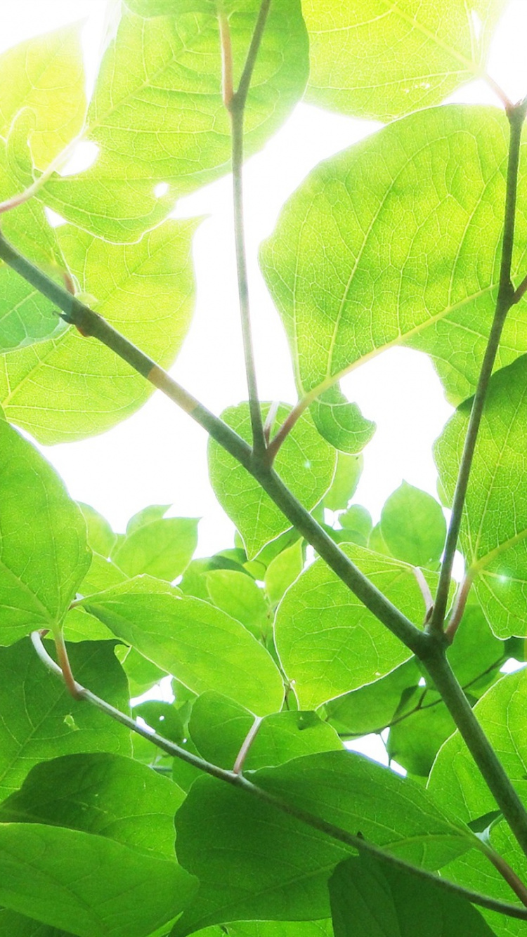 Обои зеленый, лист, дерево, растение, солнечный свет в разрешении 750x1334