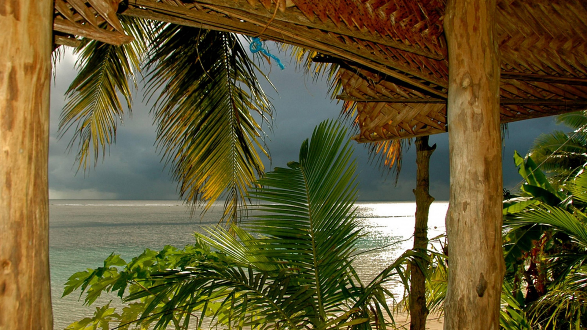 Обои Самоа, Американское Самоа, дерево, Пальма, тропическая зона в разрешении 1920x1080