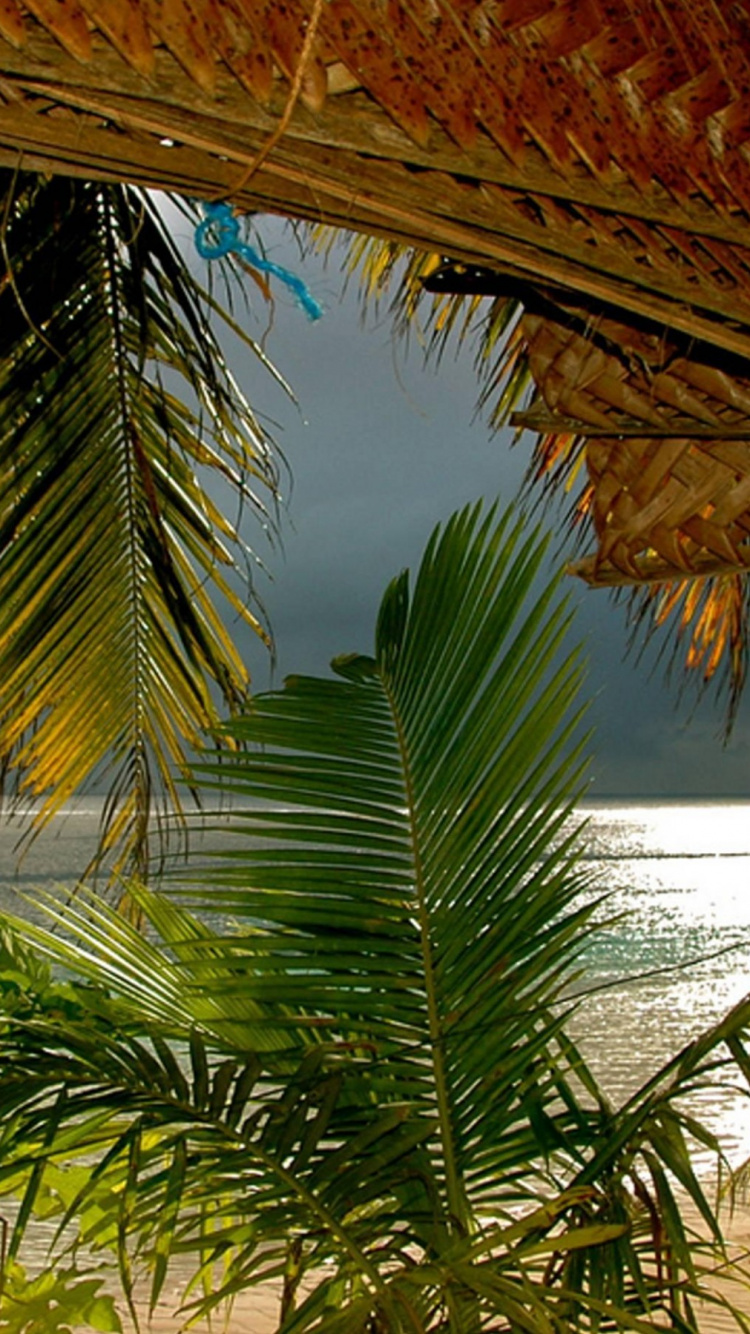 Обои Самоа, Американское Самоа, дерево, Пальма, тропическая зона в разрешении 750x1334