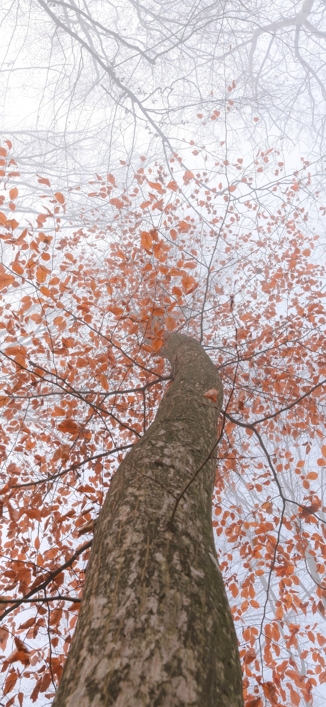 Обои ветвь, лист, дерево, древесные растения, растение в разрешении 1125x2436