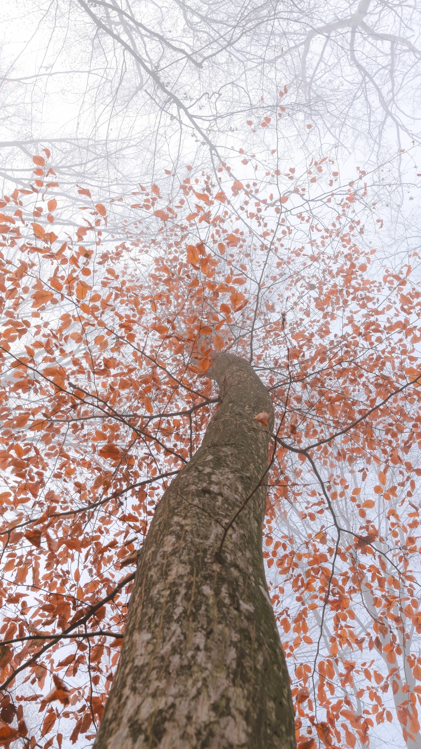 Обои ветвь, лист, дерево, древесные растения, растение в разрешении 1440x2560