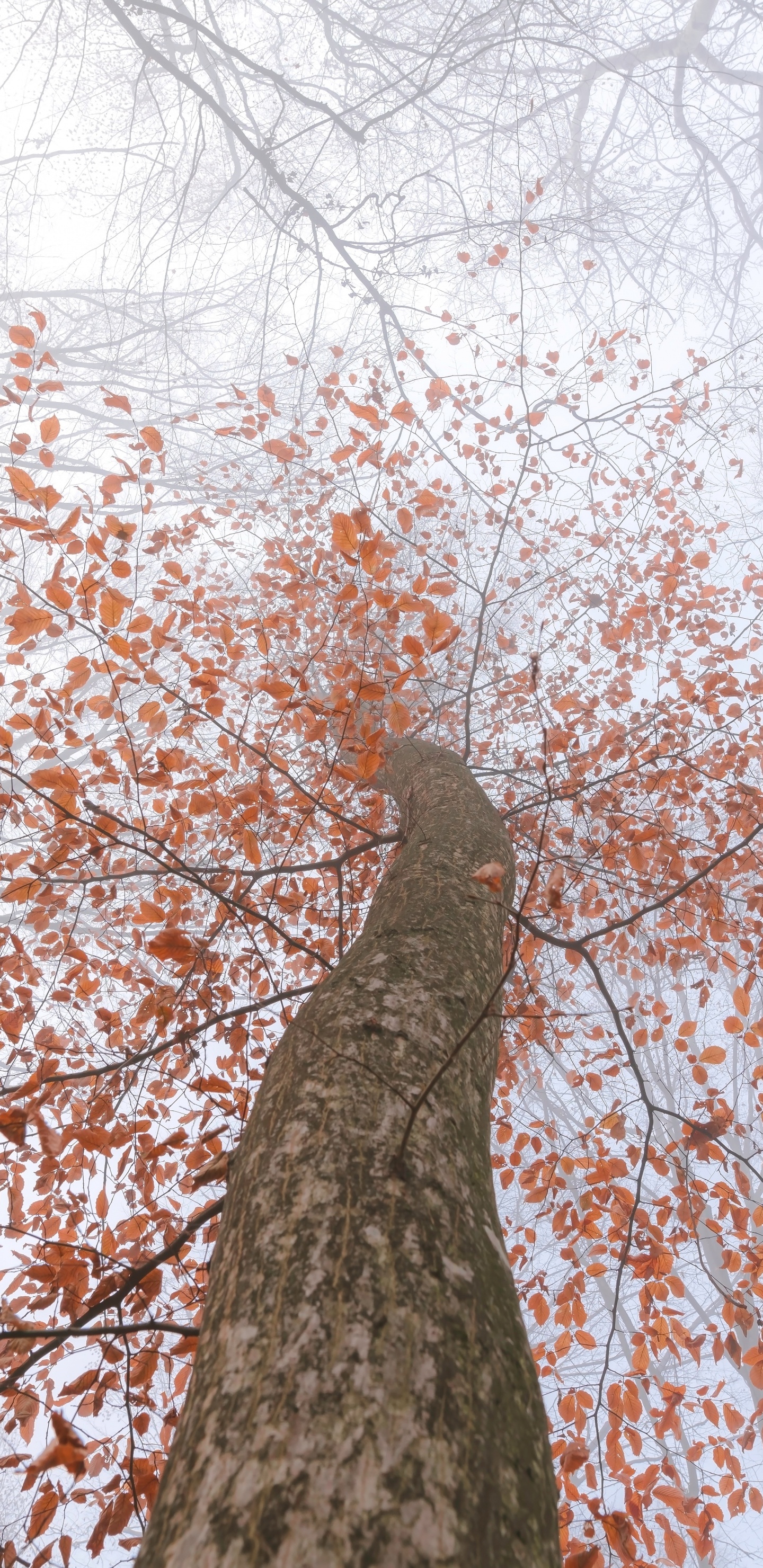 Обои ветвь, лист, дерево, древесные растения, растение в разрешении 1440x2960