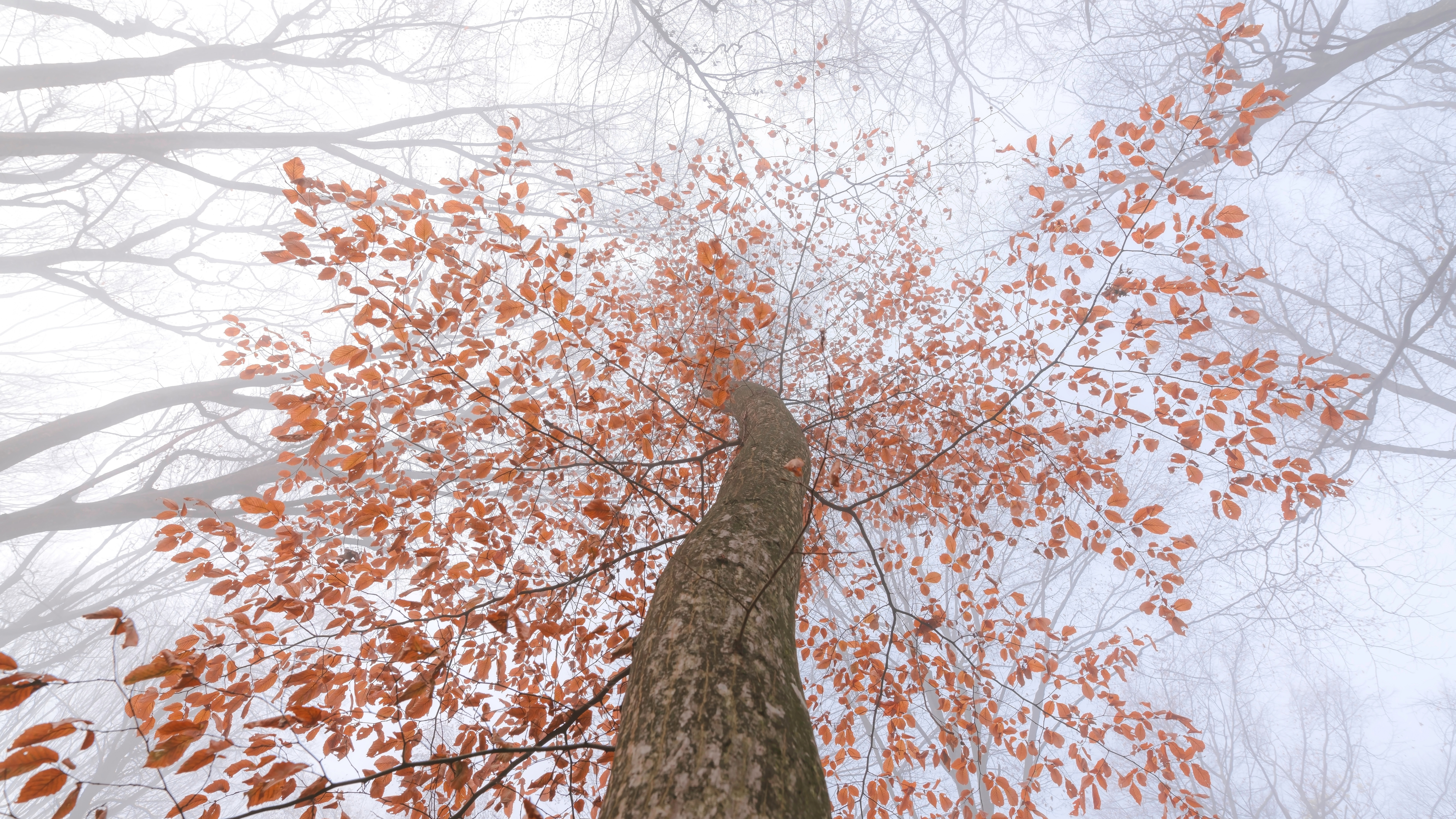 Обои ветвь, лист, дерево, древесные растения, растение в разрешении 7680x4320