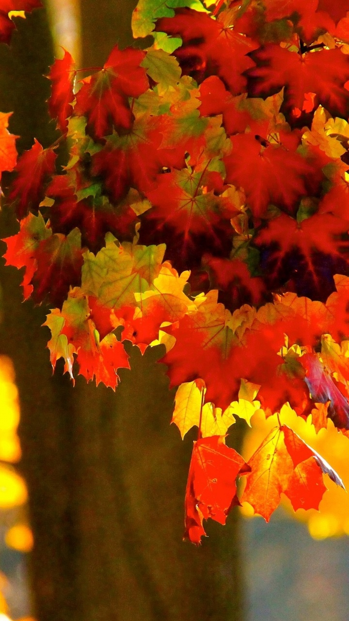 Обои осень, ботаники, лист, Янтарь, прут в разрешении 720x1280