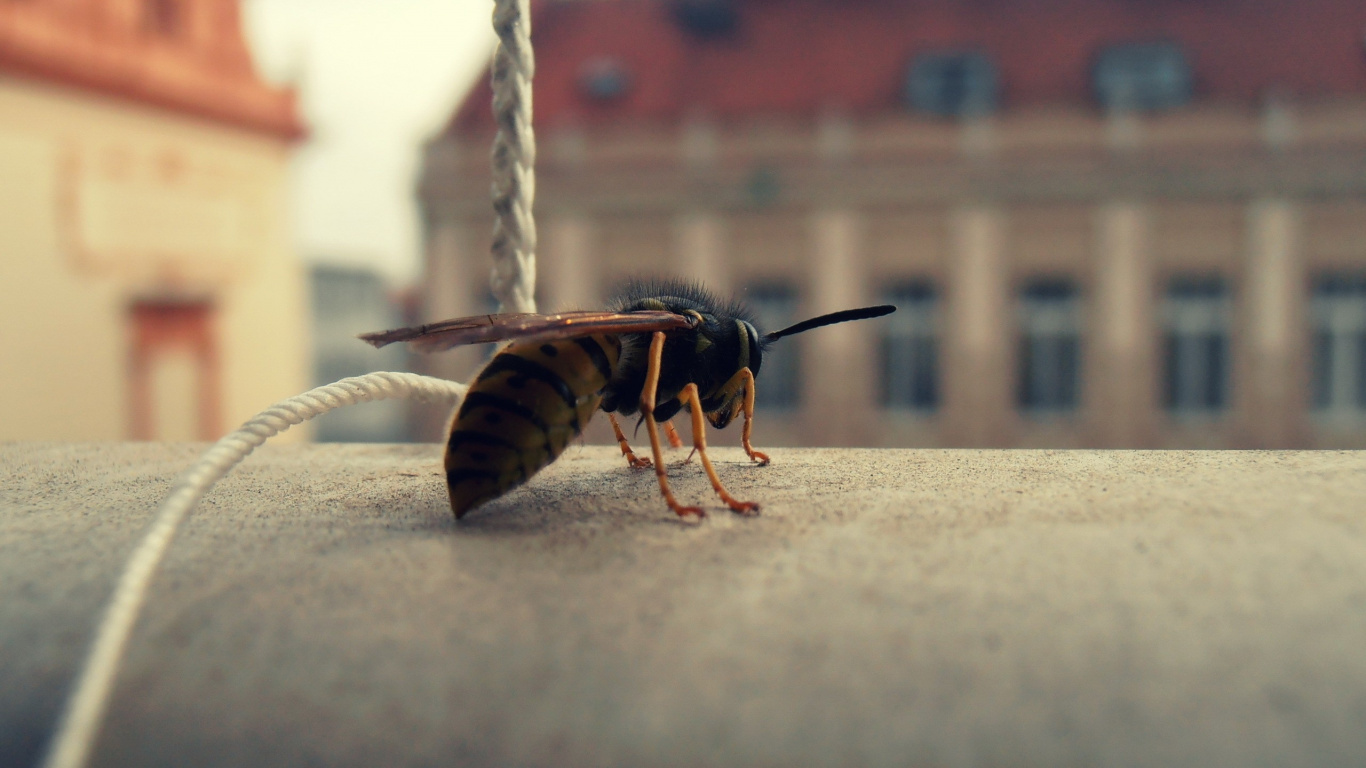 Обои насекомое, Оса, паразит, пчела, вредитель в разрешении 1366x768