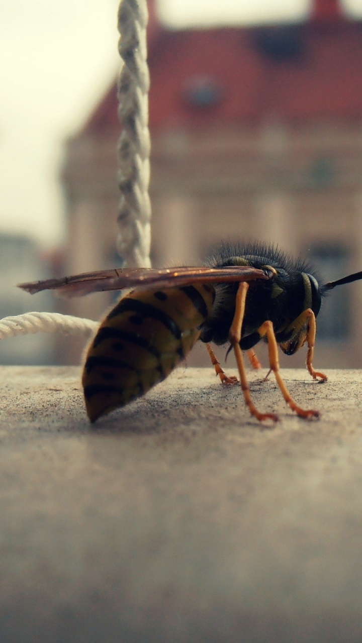 Обои насекомое, Оса, паразит, пчела, вредитель в разрешении 720x1280