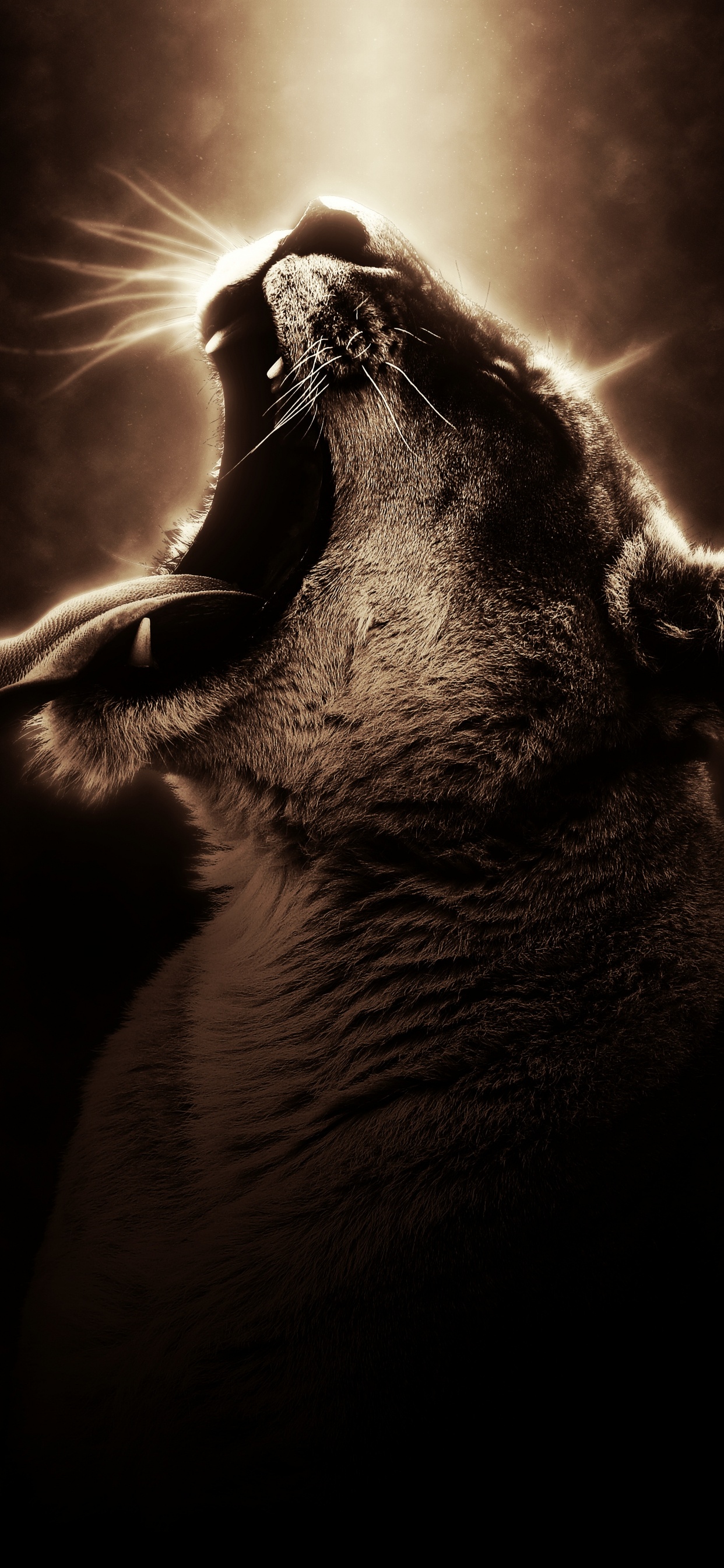 Обои темнота, морда, бакенбарды, монохромный, нос в разрешении 1242x2688