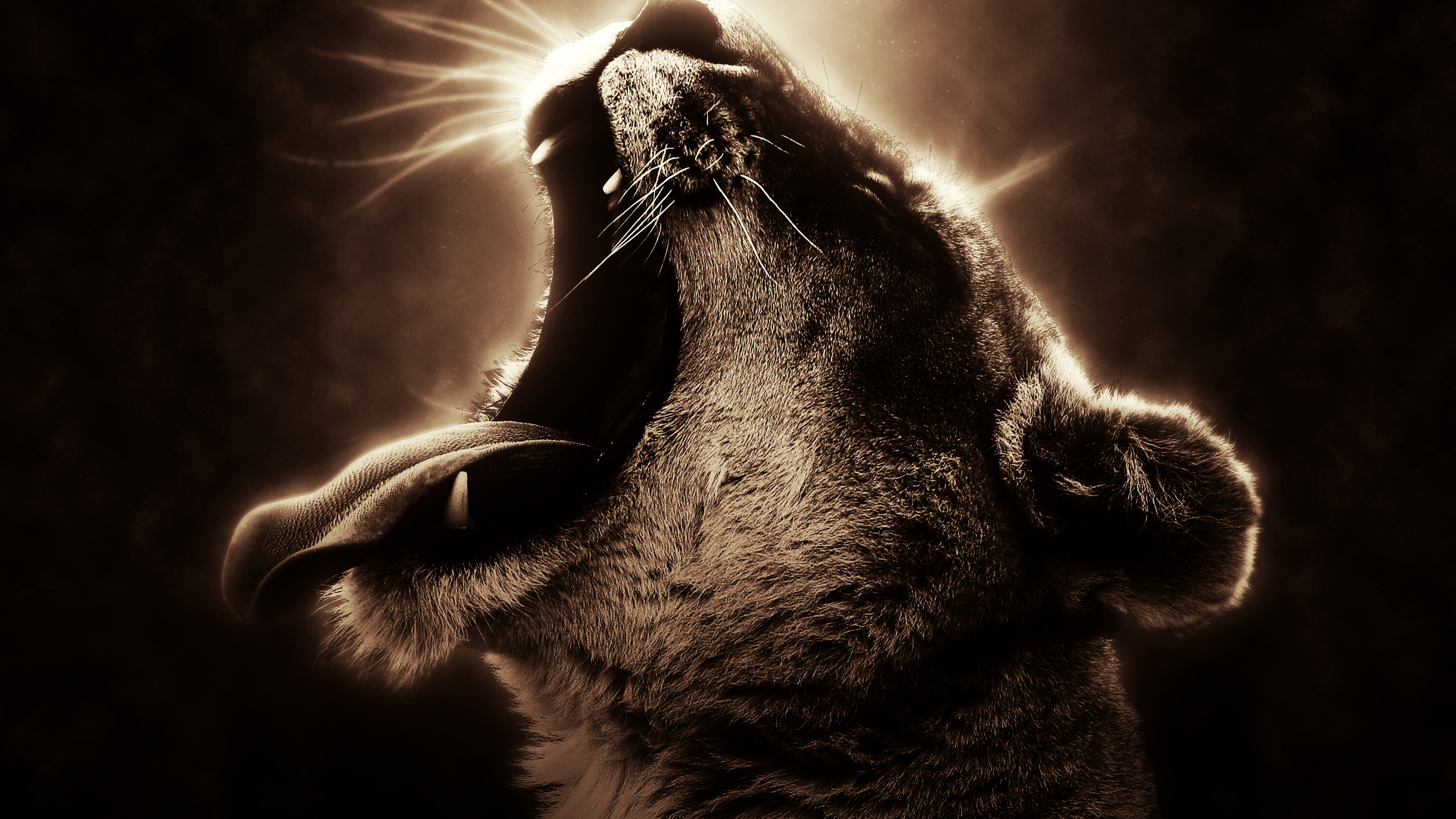 Обои темнота, морда, бакенбарды, монохромный, нос в разрешении 3840x2160