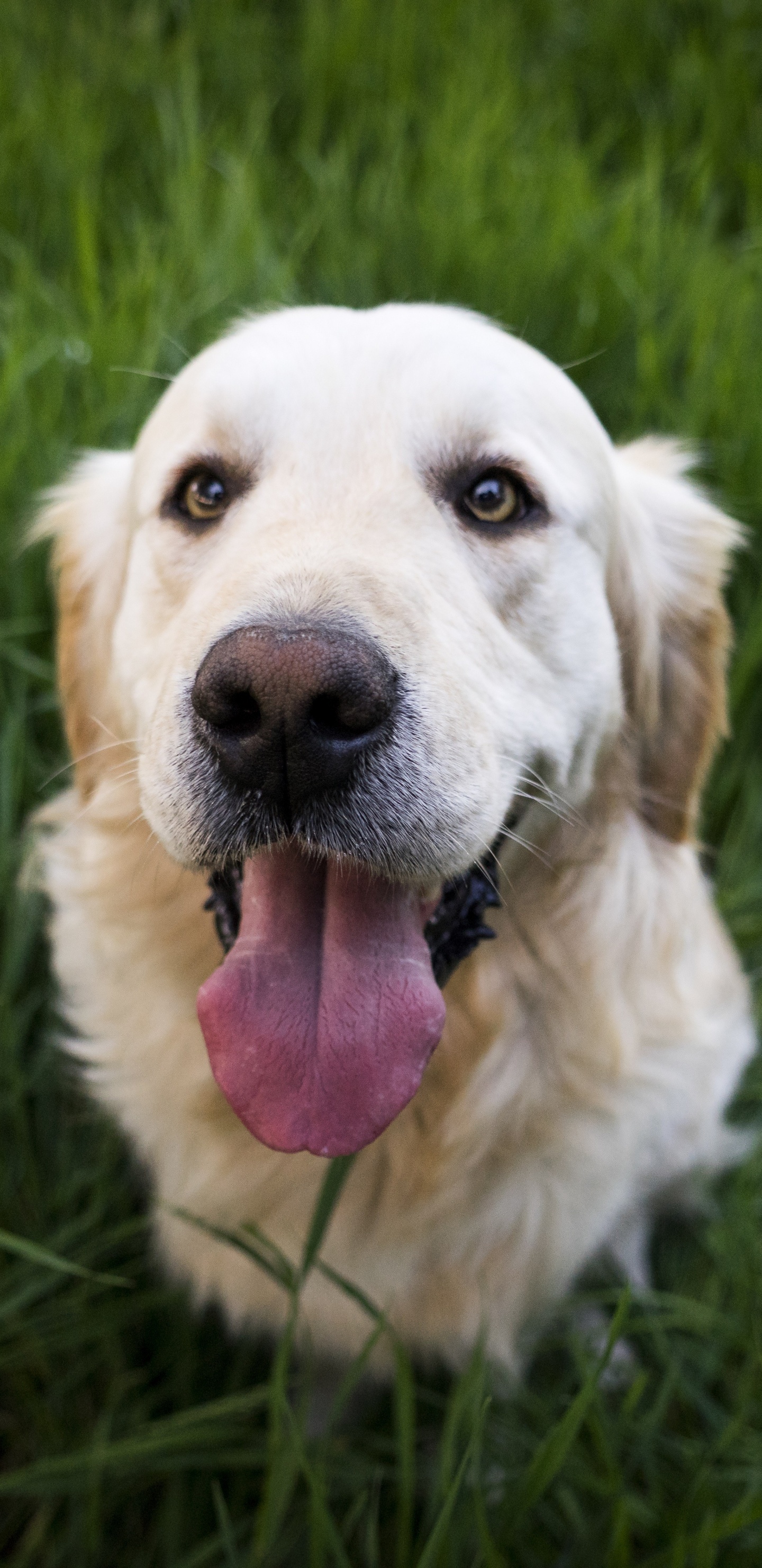 Обои золотистый ретривер, щенок, собака породы, пес, Псовые в разрешении 1440x2960