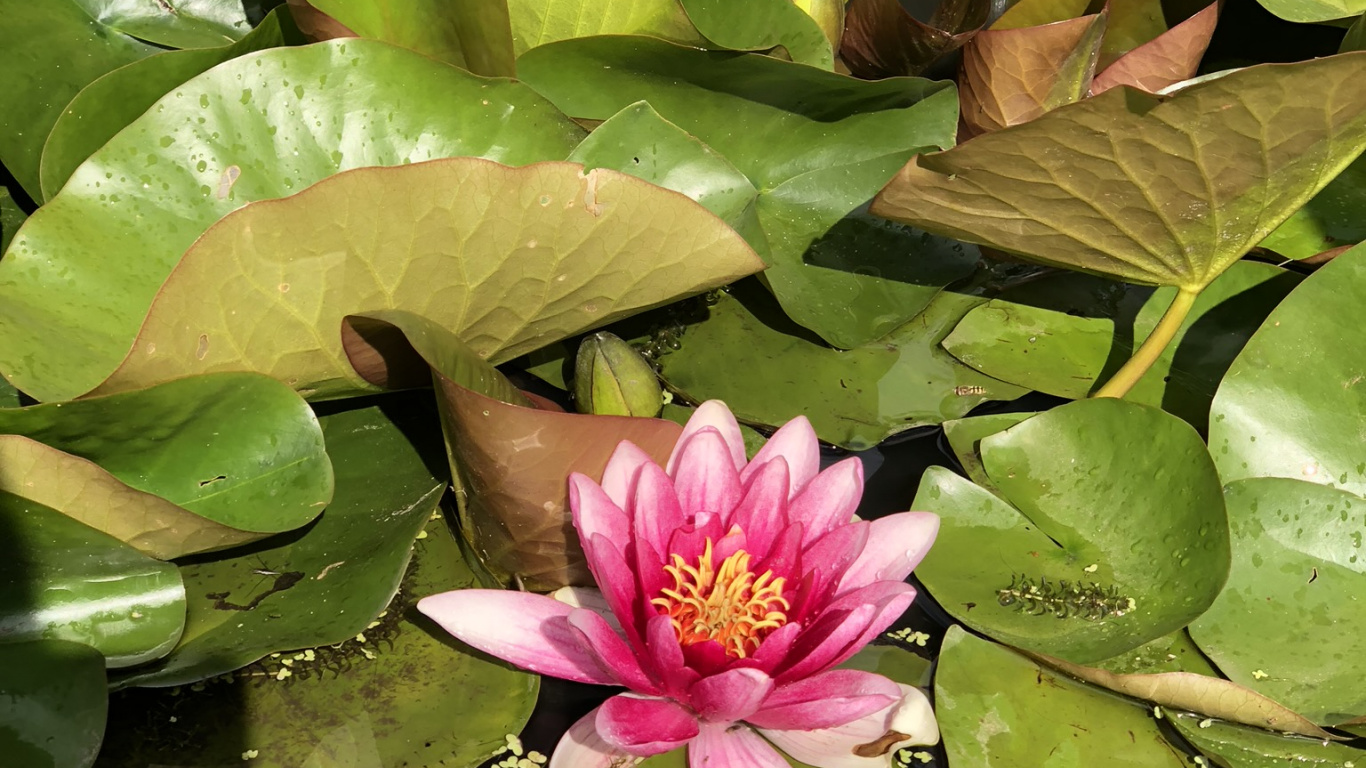 Обои Флора, стебель растения, лист, священный Лотос, вода в разрешении 1366x768