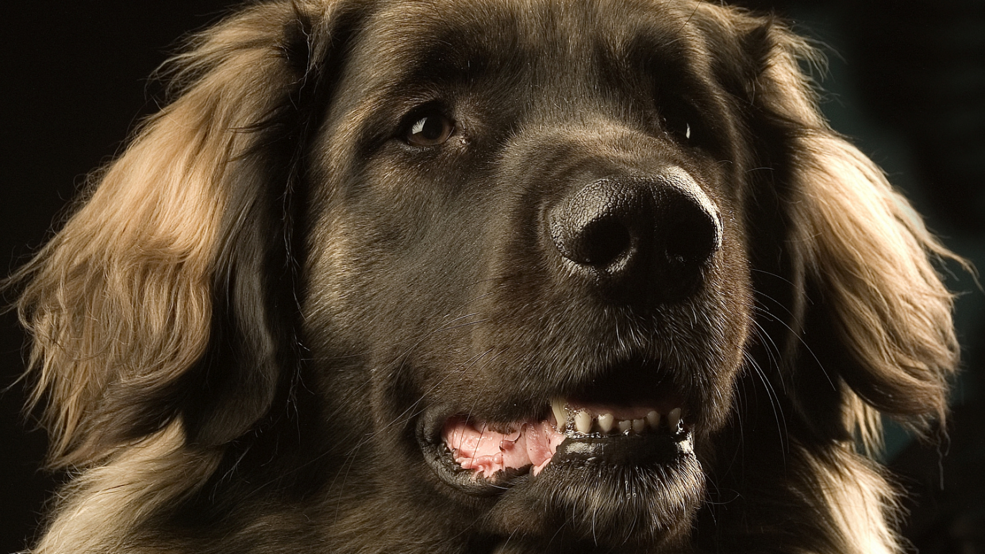 Обои Ньюфаундленд, стрижка собак, африканская дикая собака, собака породы, морда в разрешении 1920x1080