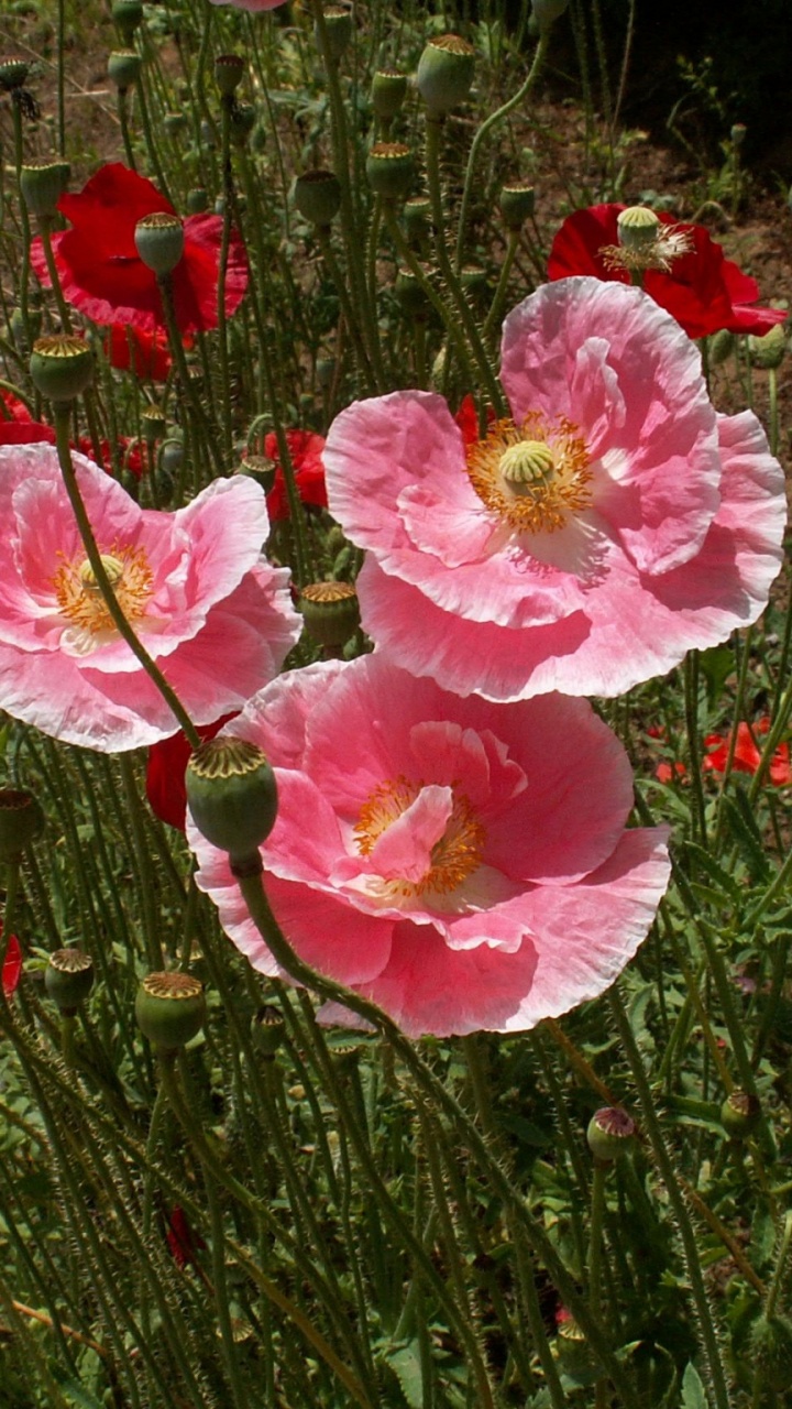 Обои цветковое растение, лепесток, семейства маковых, полевой цветок, Роза в разрешении 720x1280