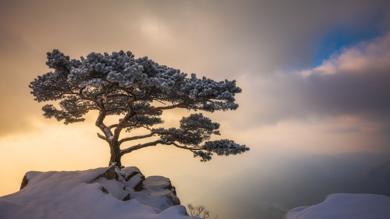 Обои дерево, сосна, снег, зима, облако в разрешении 1280x720