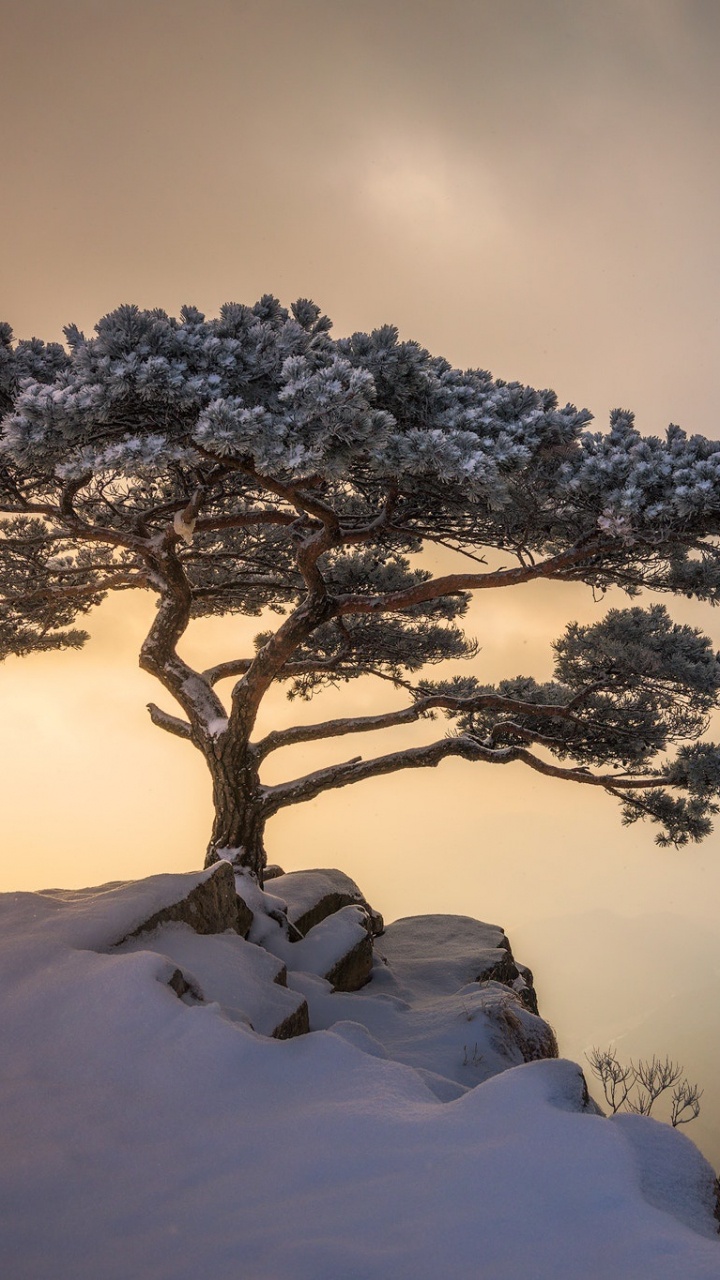 Обои дерево, сосна, снег, зима, облако в разрешении 720x1280